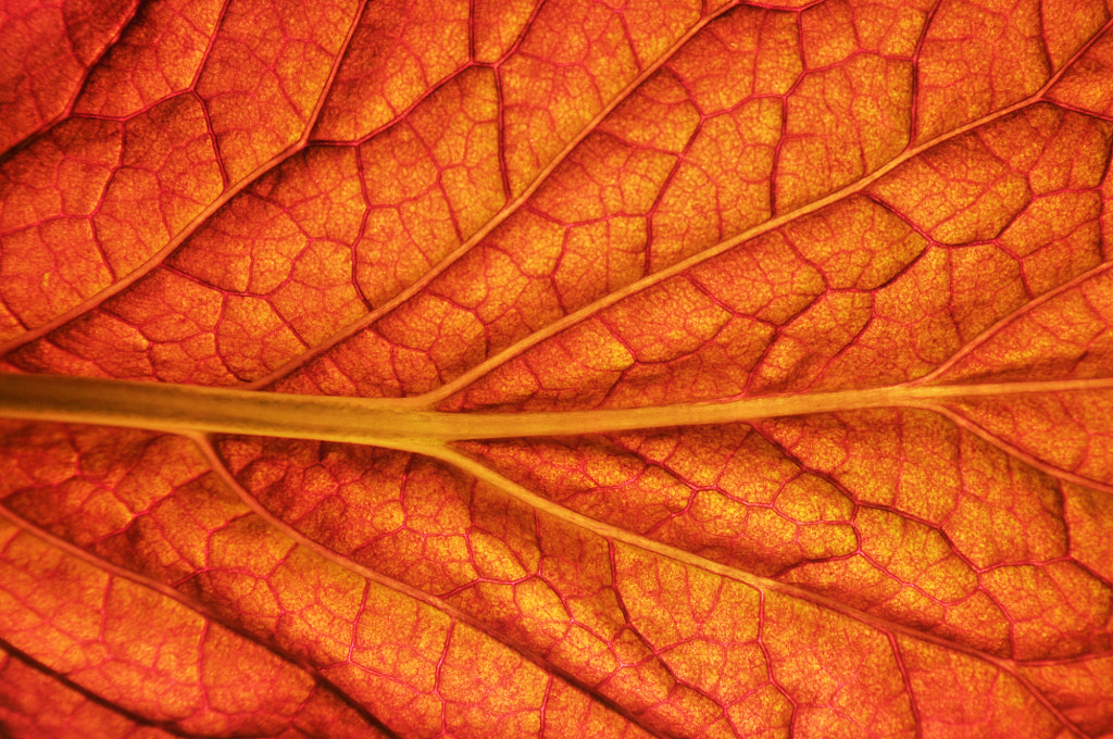 veins of life by Siddhartha  Jain on 500px.com