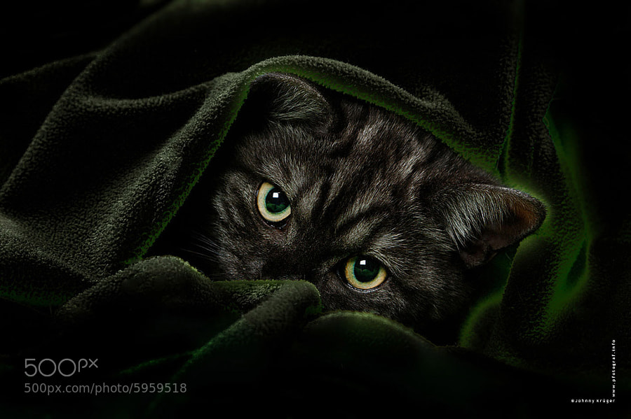 Tabby Cat Eyes by Johnny Krüger