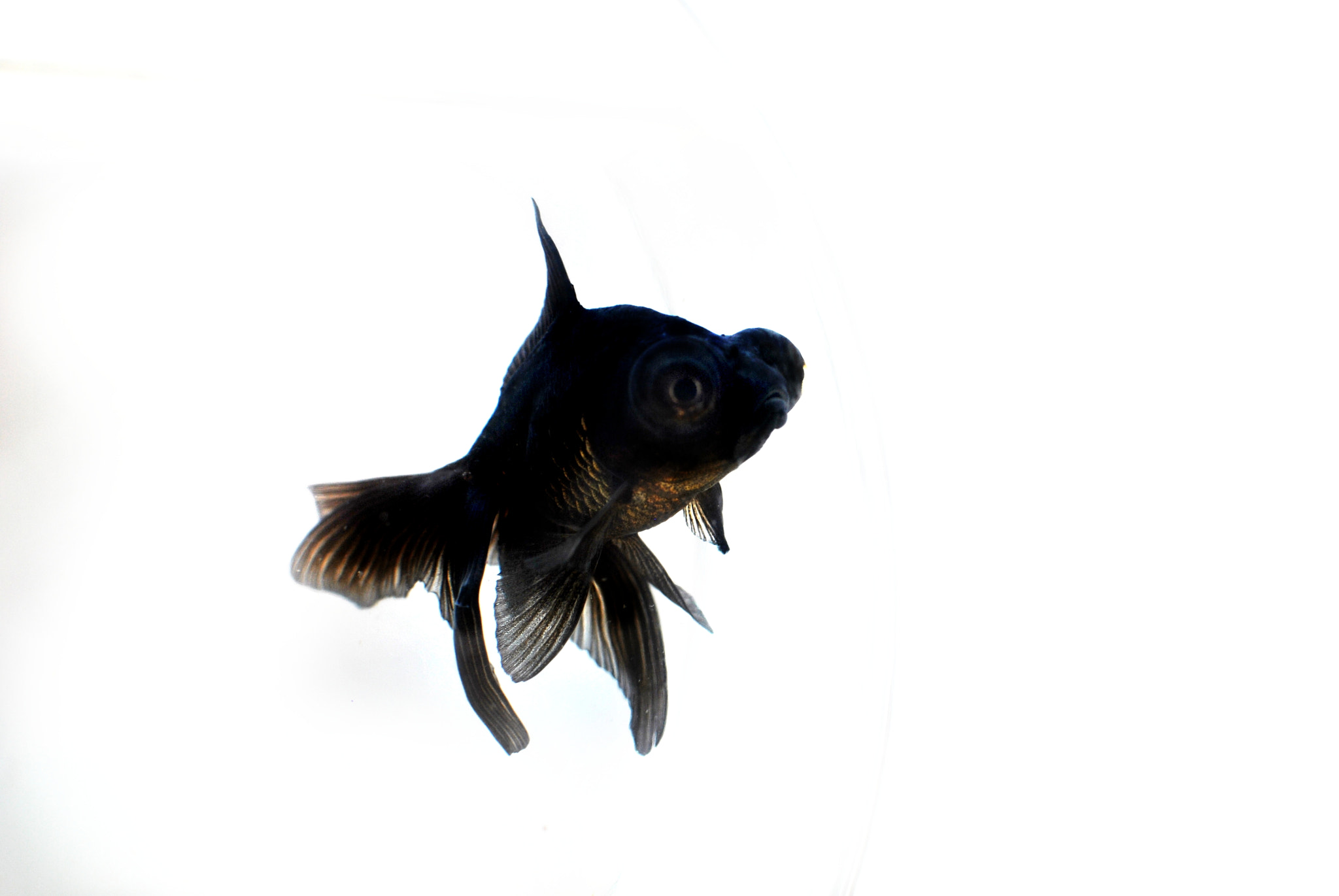 Black Moor Goldfish