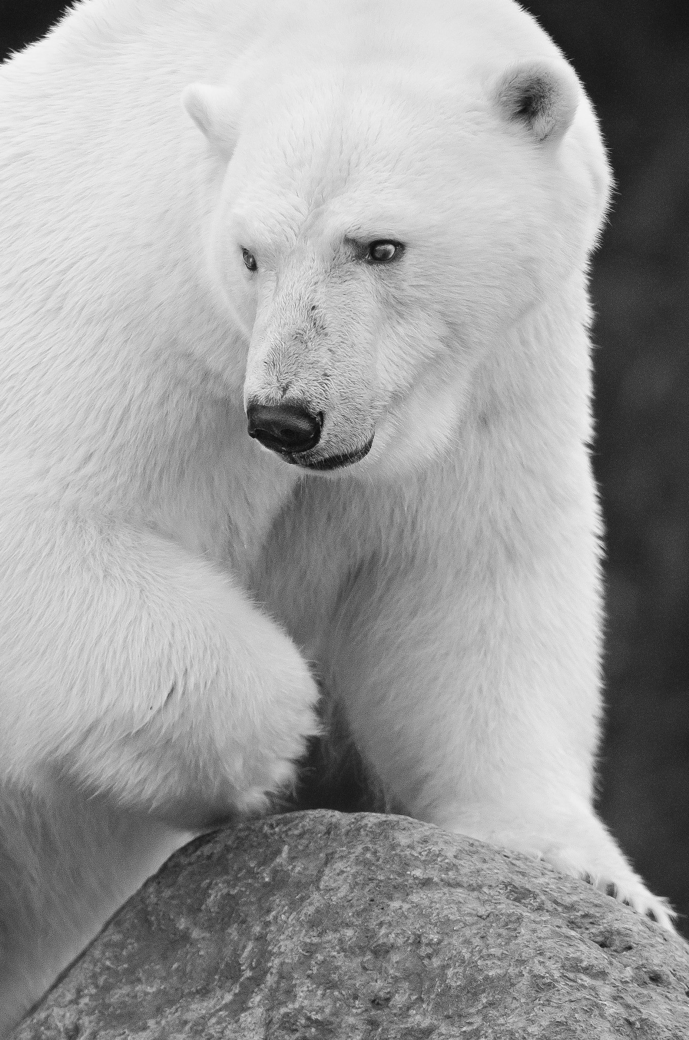 Polar bear