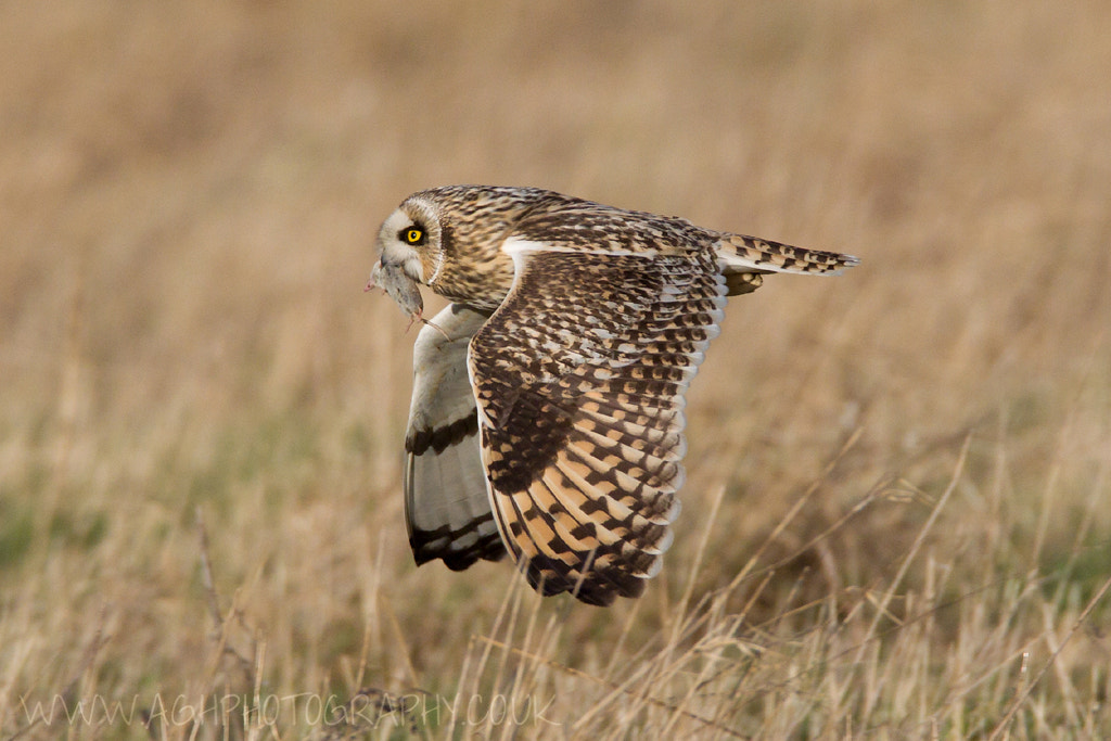Short Eared Owl with prey