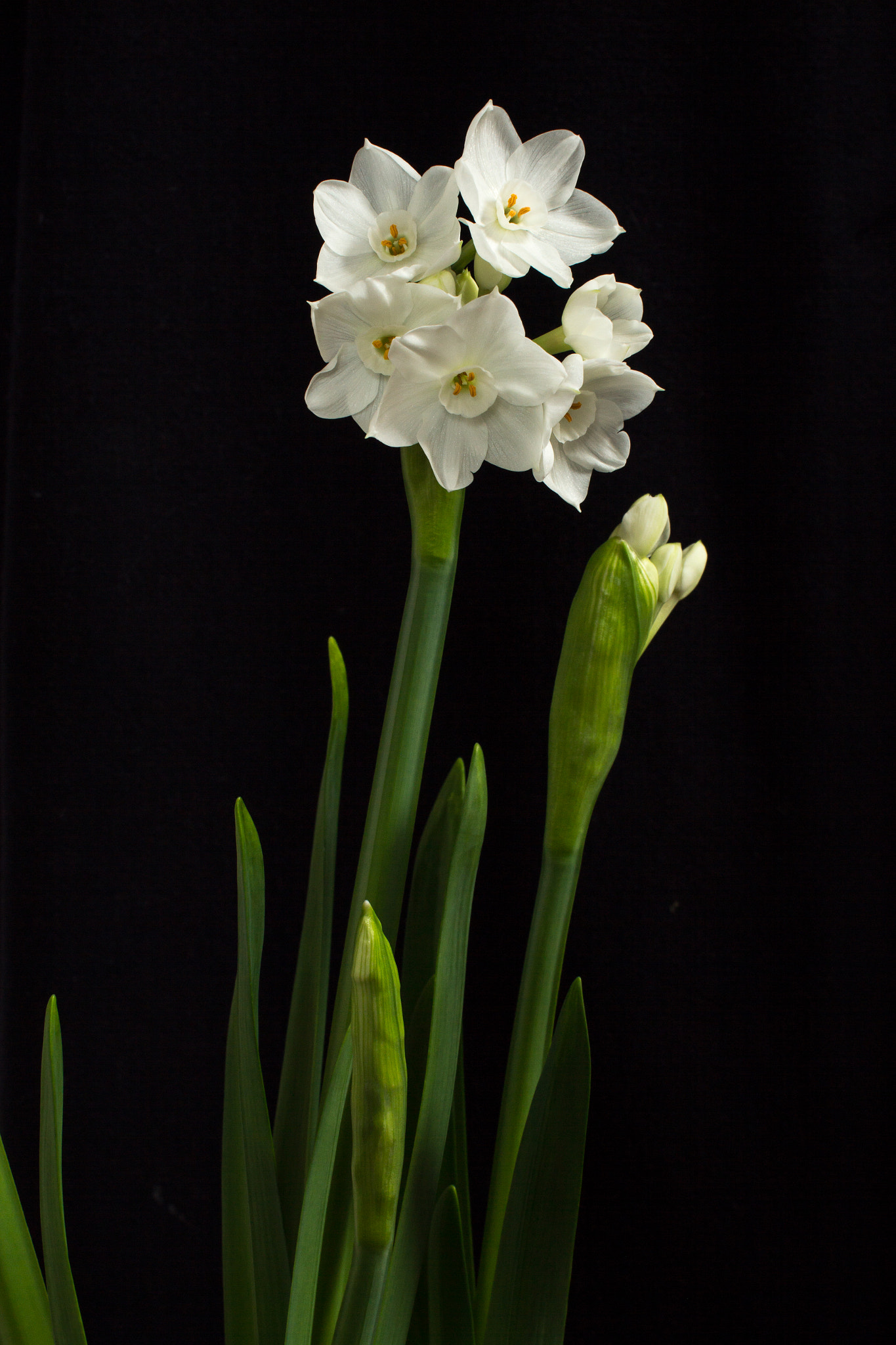 Canon EOS 60D sample photo. Narcissus photography