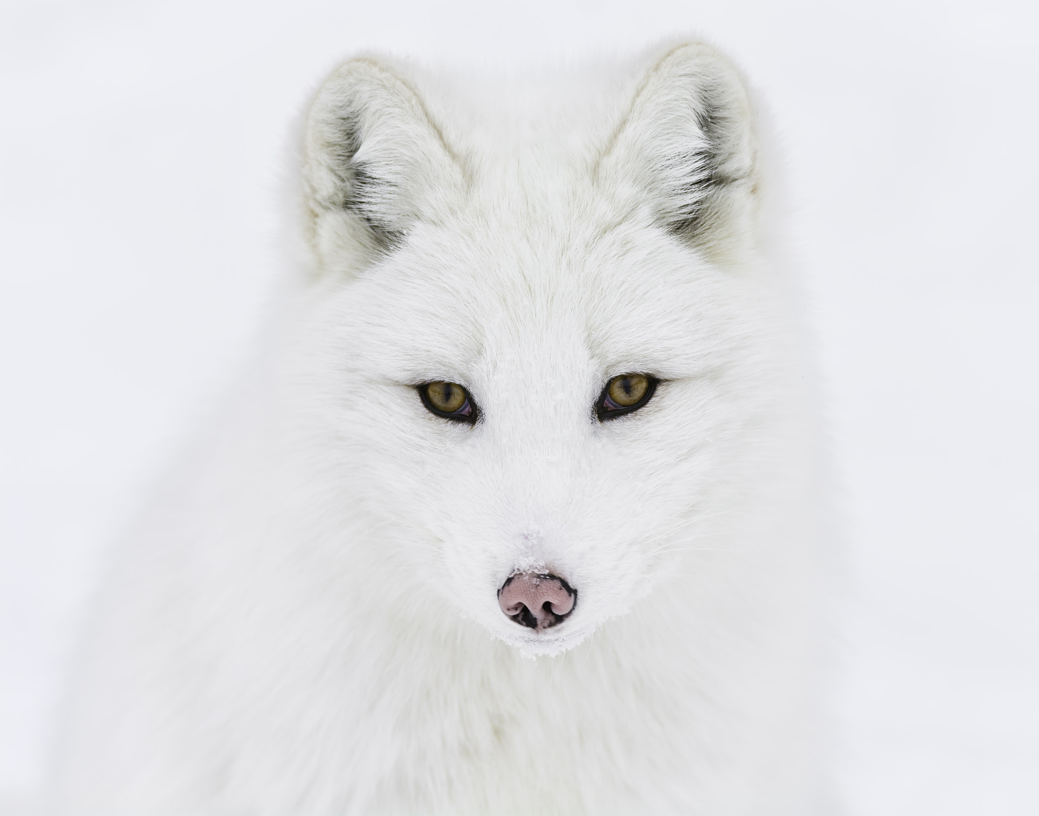 Arctic fox portrait