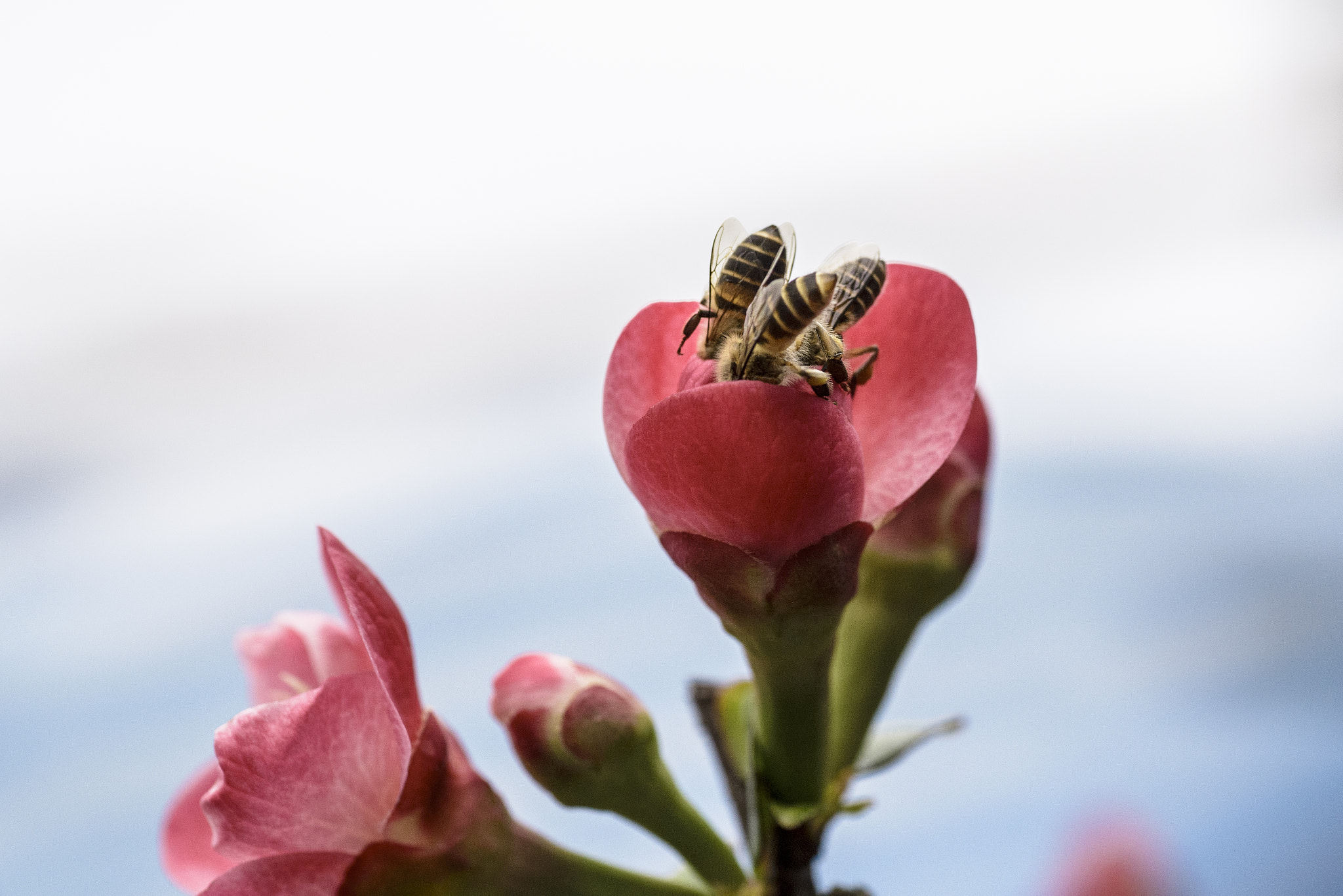 Mining Honey