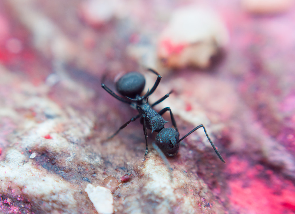 Ant by Anil Maharjan / 500px | @500px