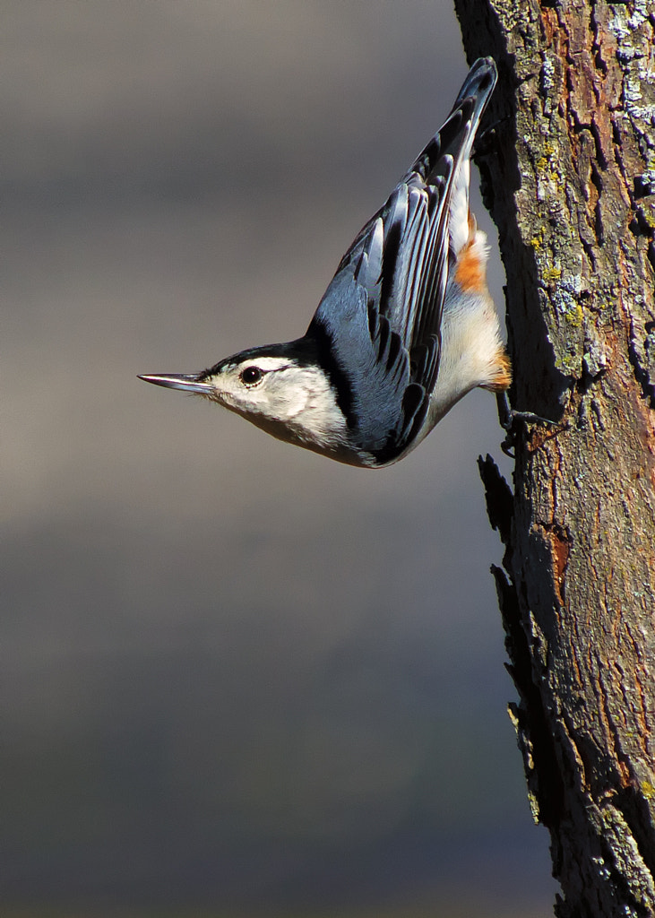 White-Breasted Nuthatch by Bill Tiepelman / 500px