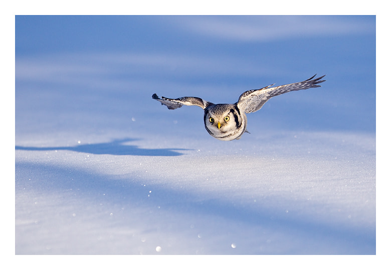 Snow hunter by Jules Cox on 500px.com