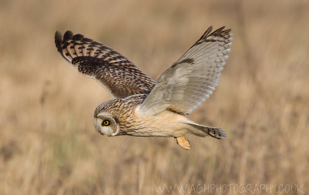 Short Eared Owl