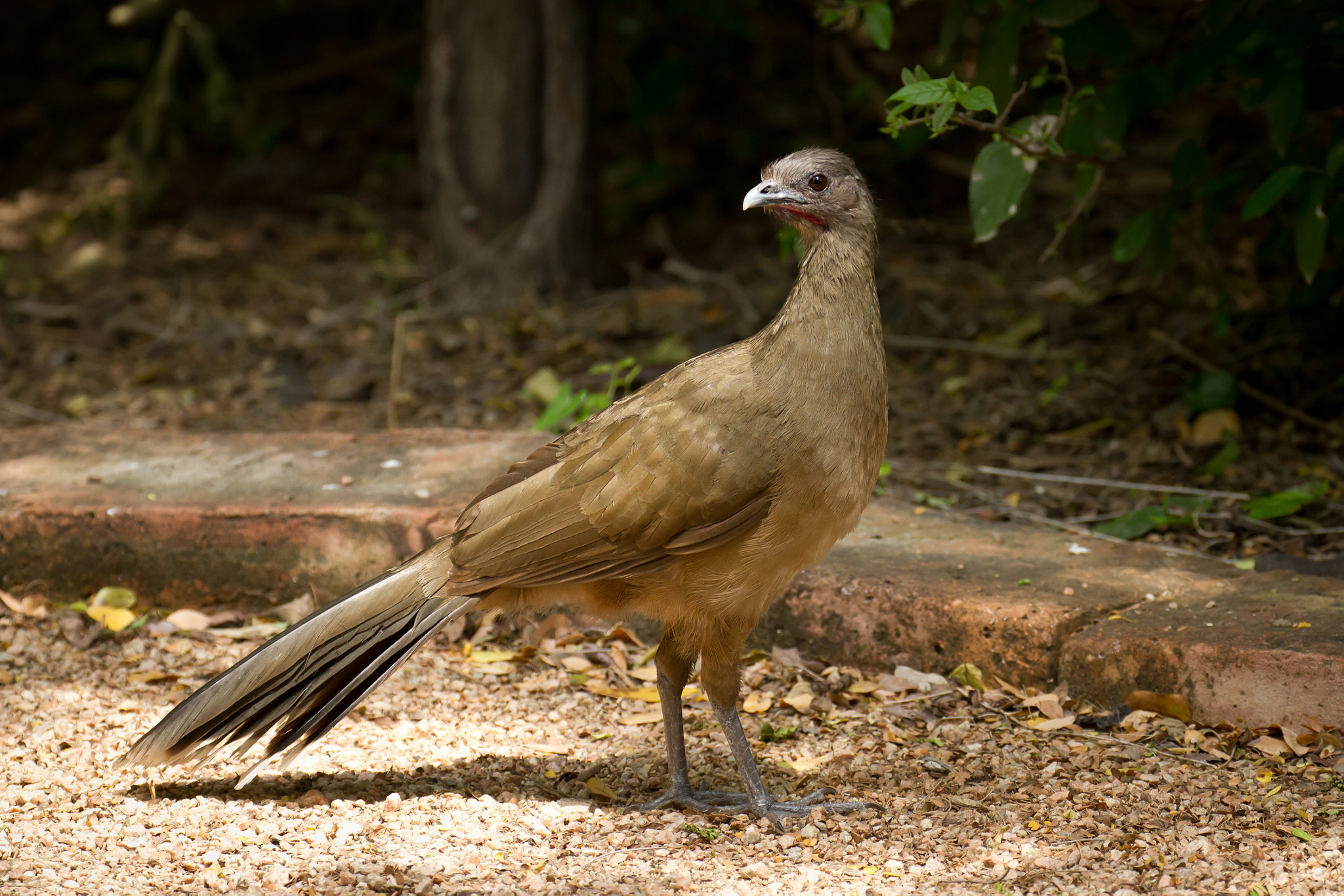 plain-chachalaca-by-kenny-salazar-500px