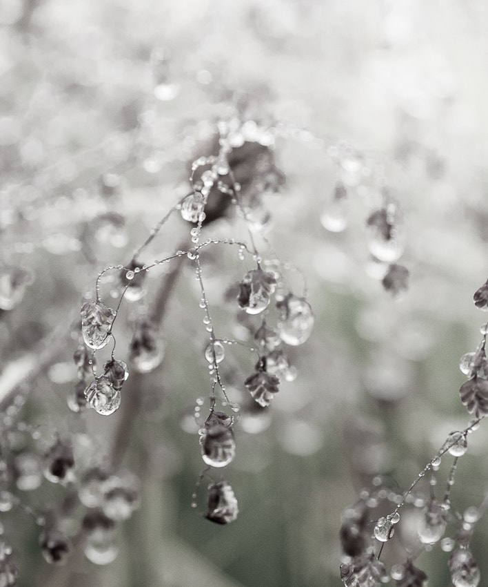 Nikon D300S + AF Micro-Nikkor 105mm f/2.8 sample photo. Rain drops photography