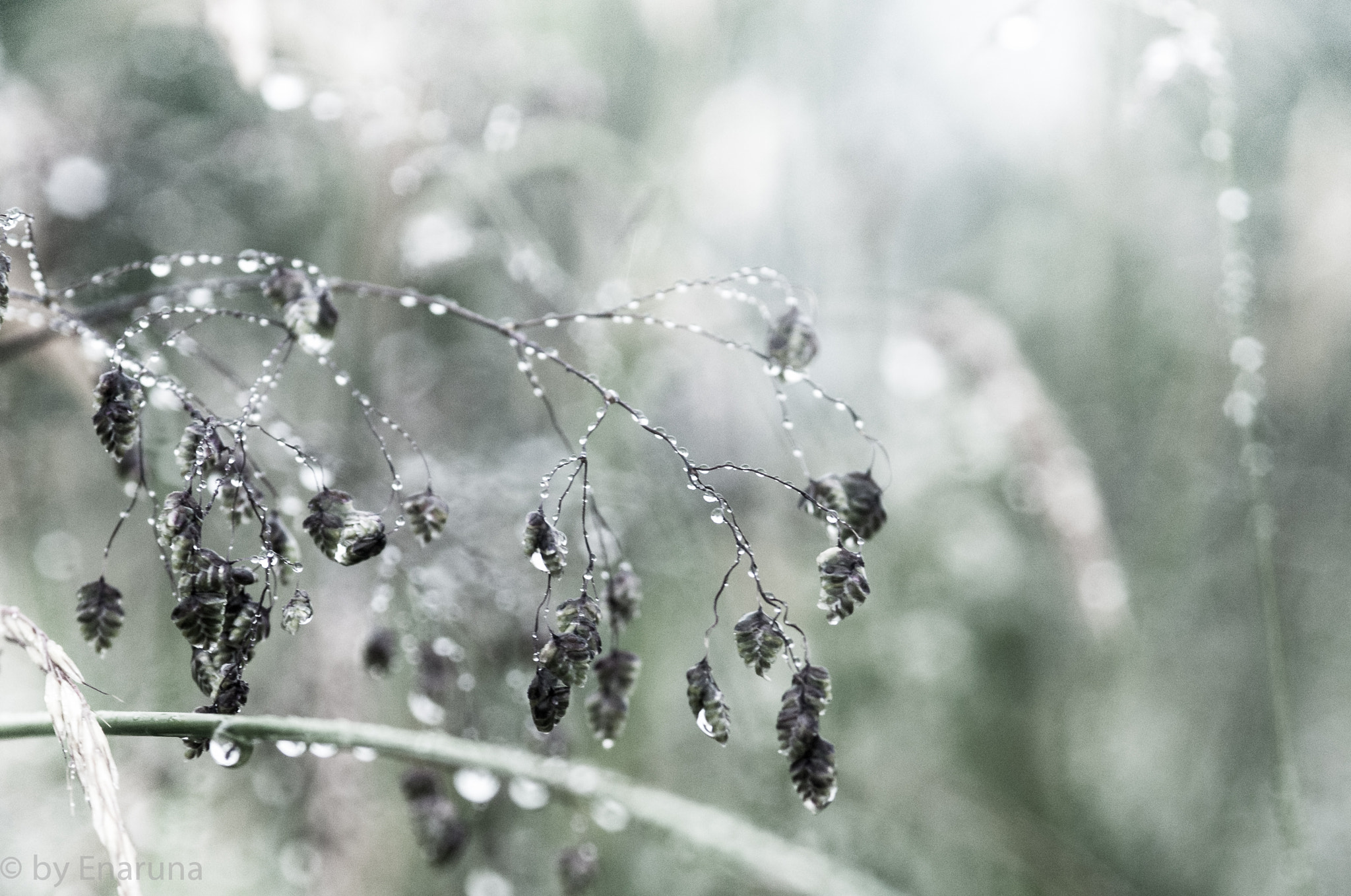 Nikon D300S + AF Micro-Nikkor 105mm f/2.8 sample photo. Rain drops photography