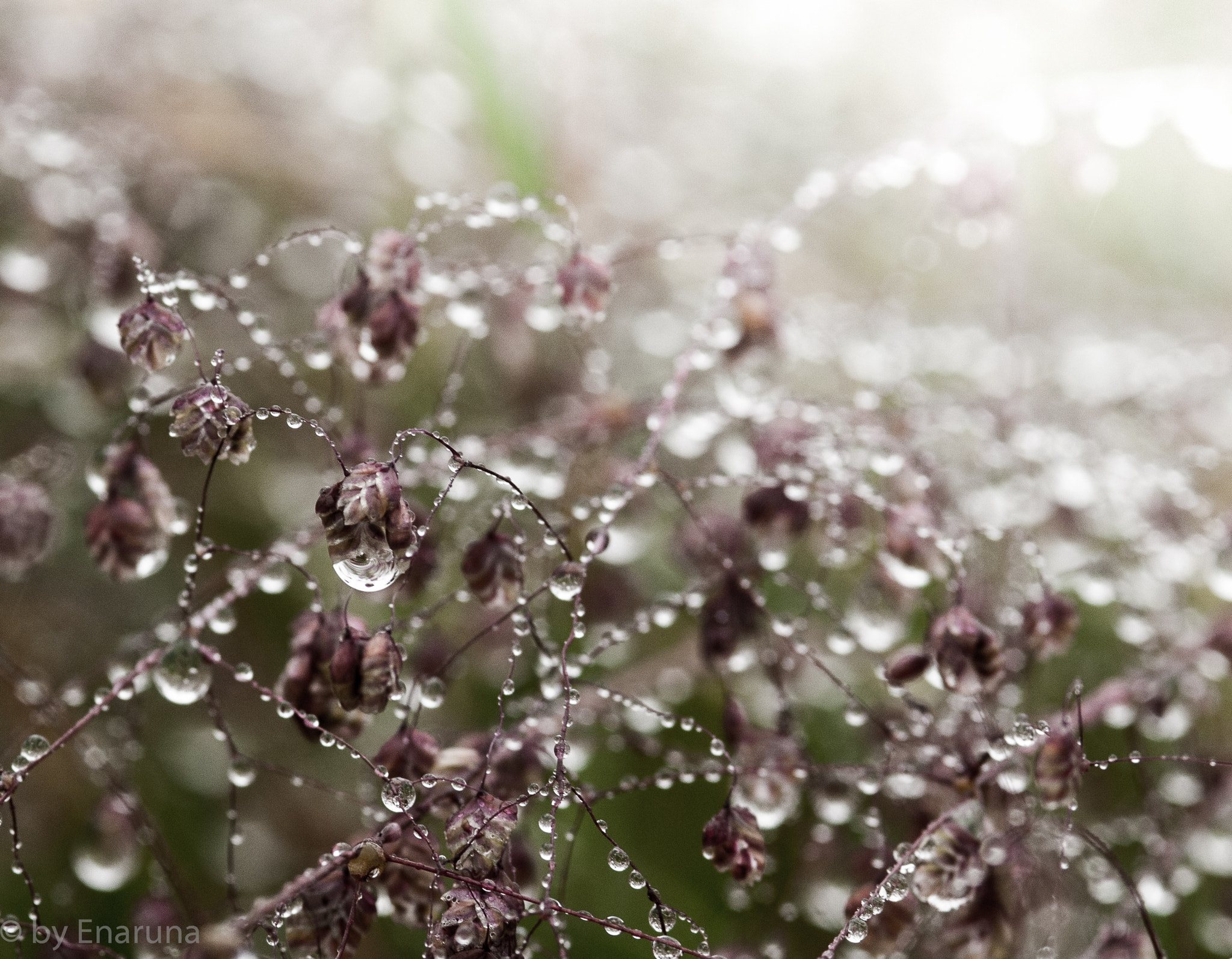 Nikon D300S + AF Micro-Nikkor 105mm f/2.8 sample photo. Rain drops photography