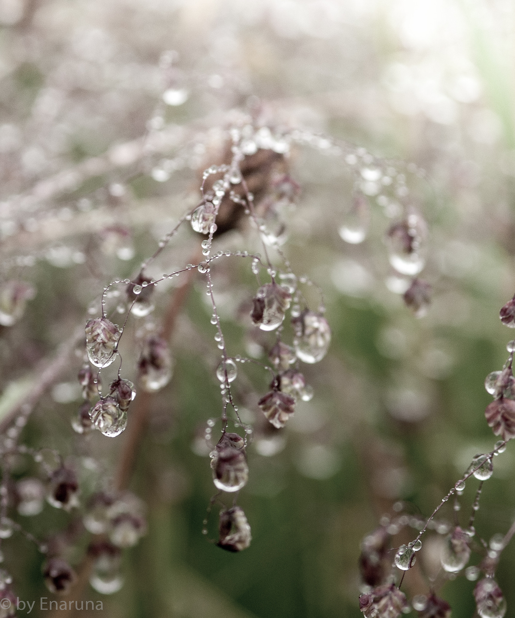 Nikon D300S + AF Micro-Nikkor 105mm f/2.8 sample photo. Rain drops photography