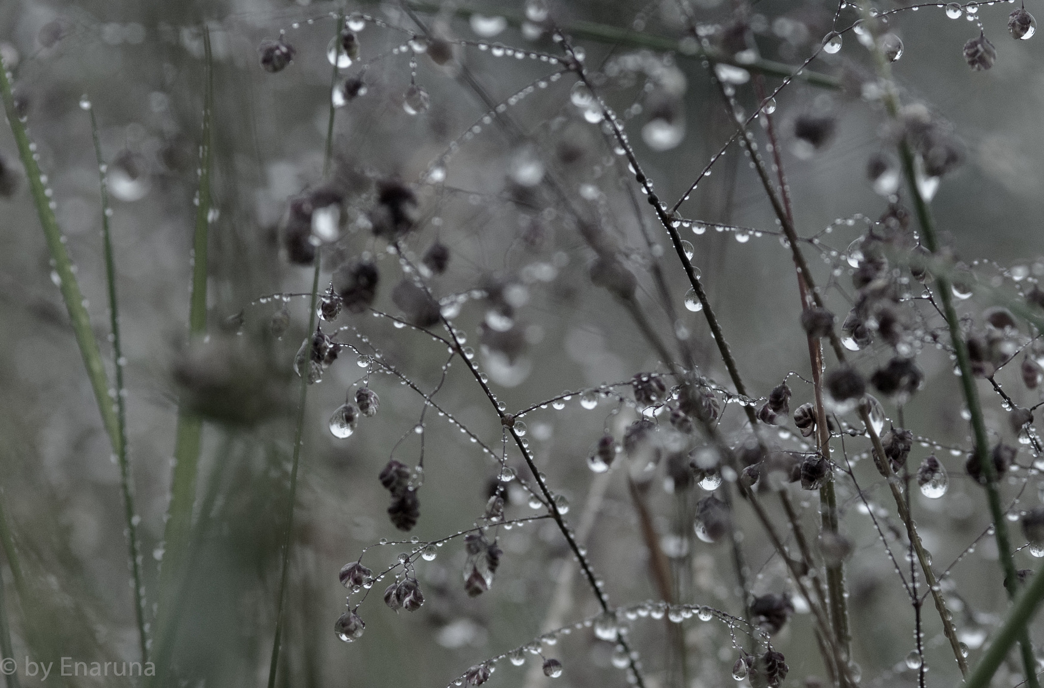 Nikon D300S + AF Micro-Nikkor 105mm f/2.8 sample photo. Rain drops photography