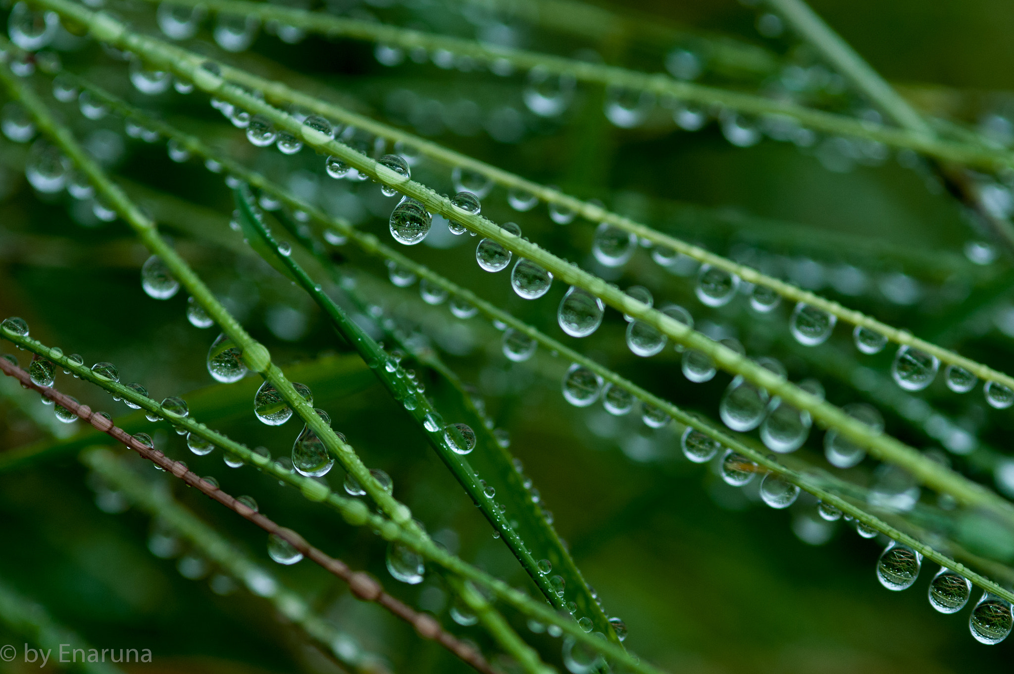 Nikon D300S + AF Micro-Nikkor 105mm f/2.8 sample photo. Rain drops photography