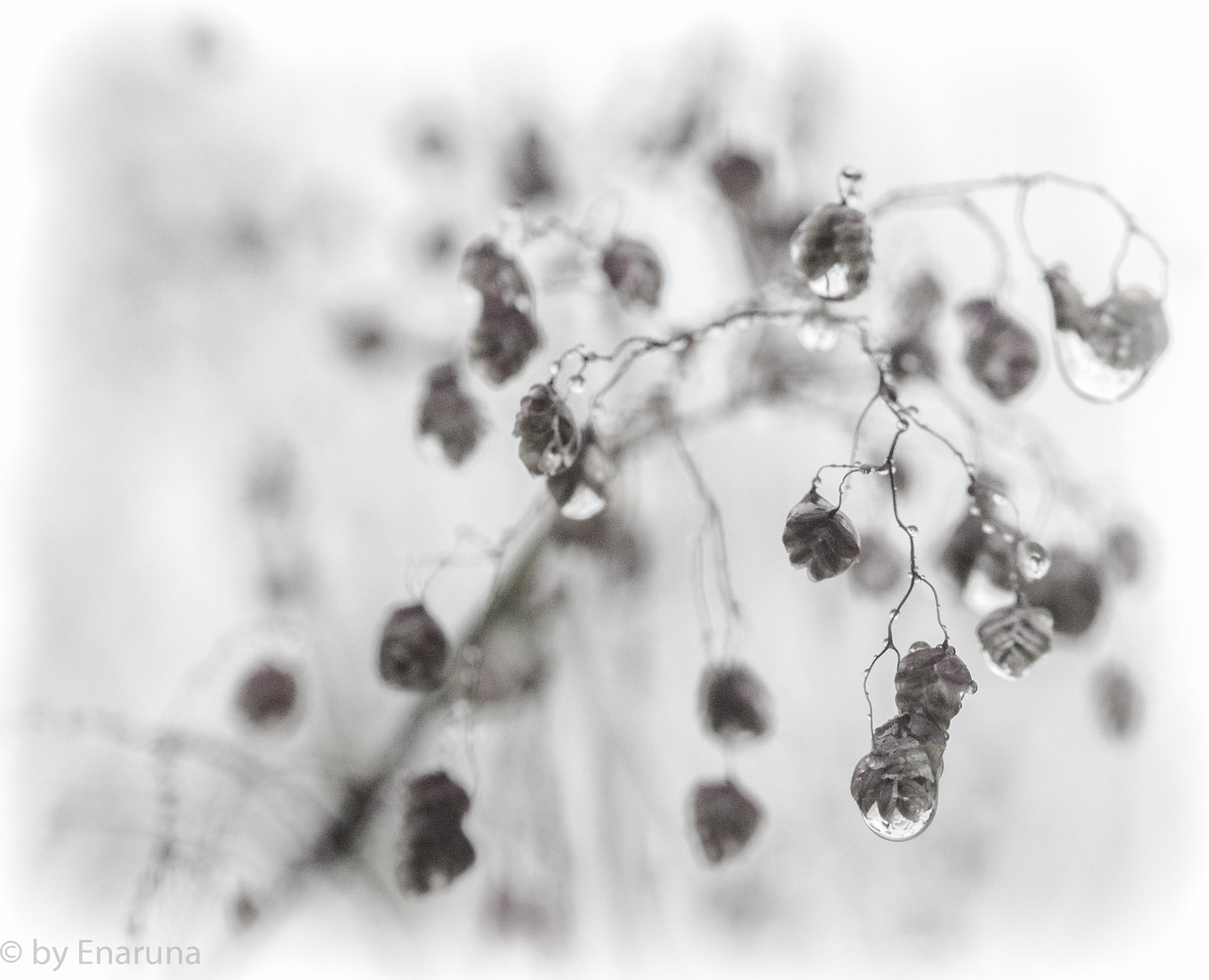 Nikon D300S + AF Micro-Nikkor 105mm f/2.8 sample photo. Rain drops photography