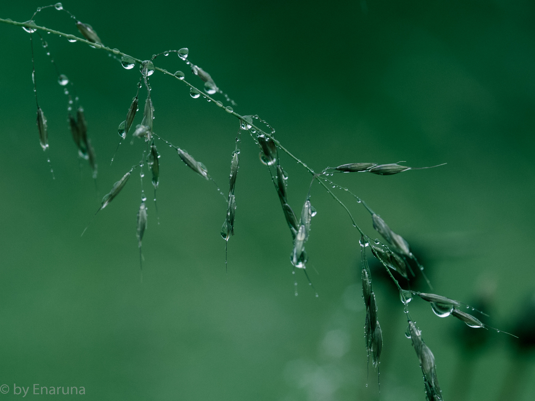 Nikon D300S + AF Micro-Nikkor 105mm f/2.8 sample photo. Rain drops photography