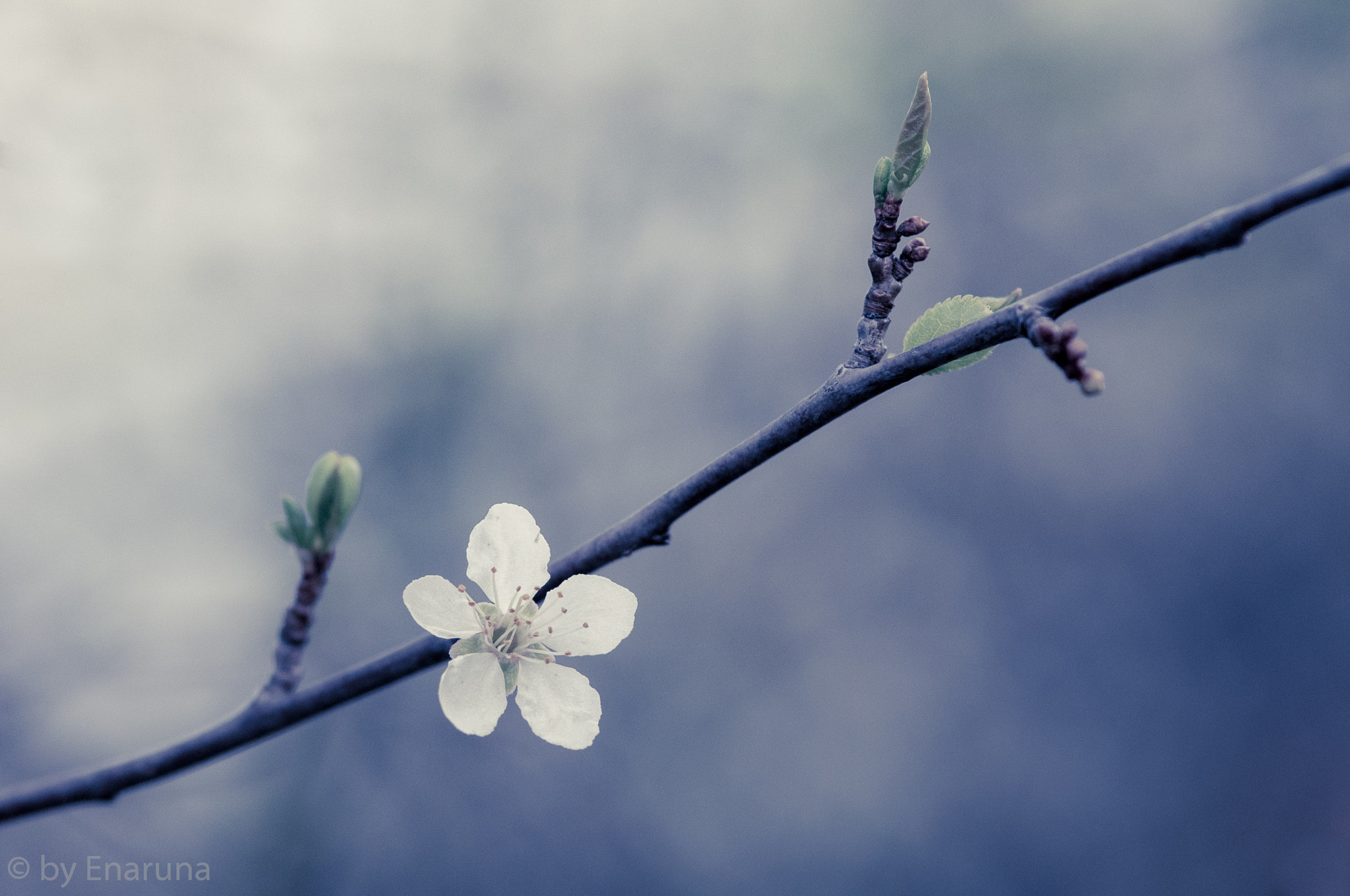 Nikon D300S + AF Micro-Nikkor 105mm f/2.8 sample photo. Sloe blossom photography