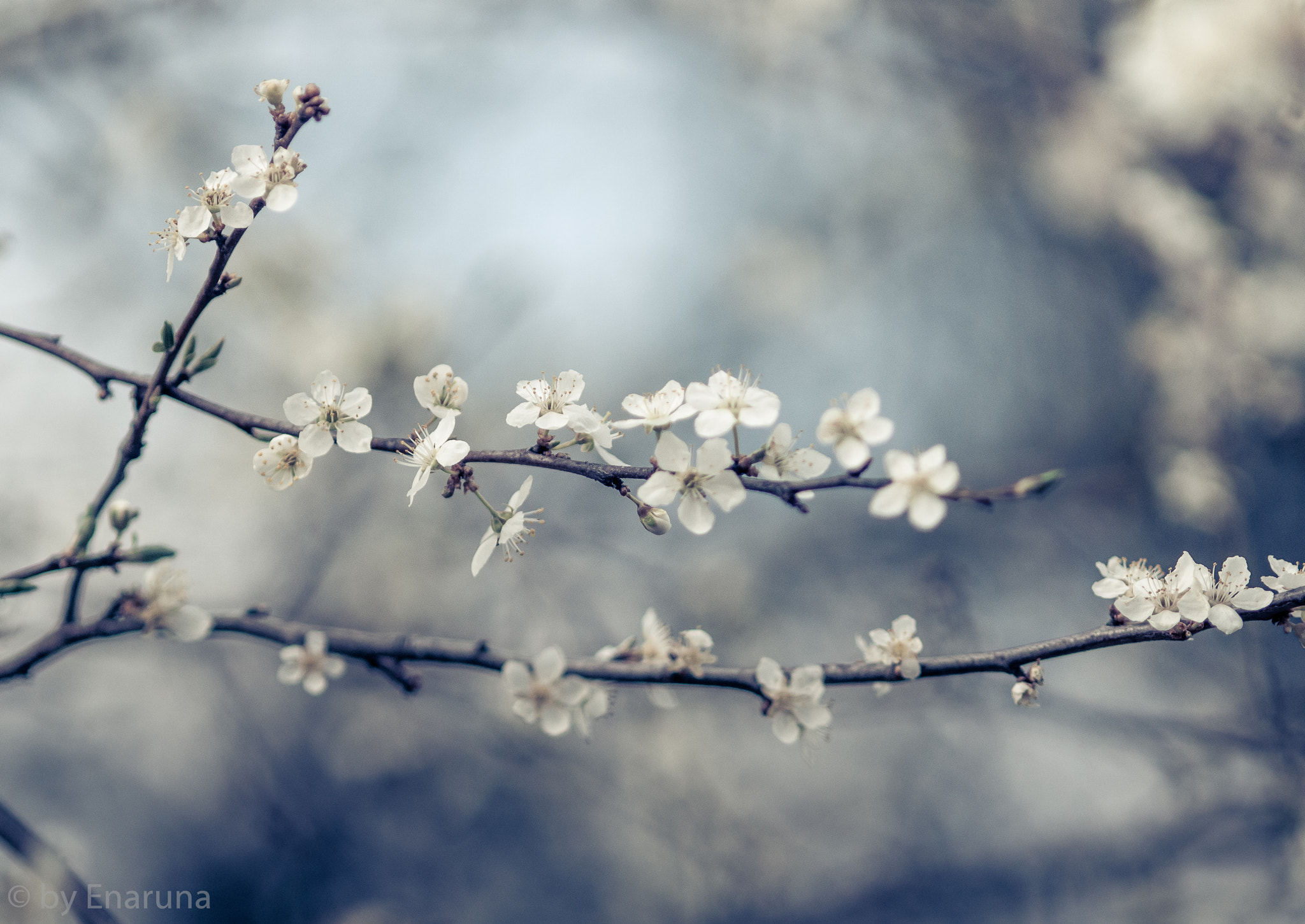 Nikon D300S + AF Micro-Nikkor 105mm f/2.8 sample photo. Sloe blossoms photography