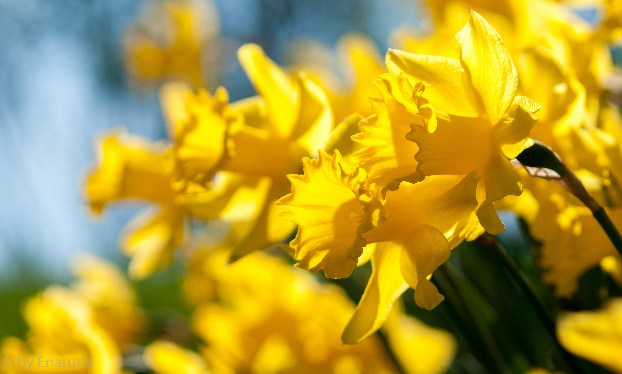 Nikon D300S + AF Micro-Nikkor 105mm f/2.8 sample photo. Lent lily photography