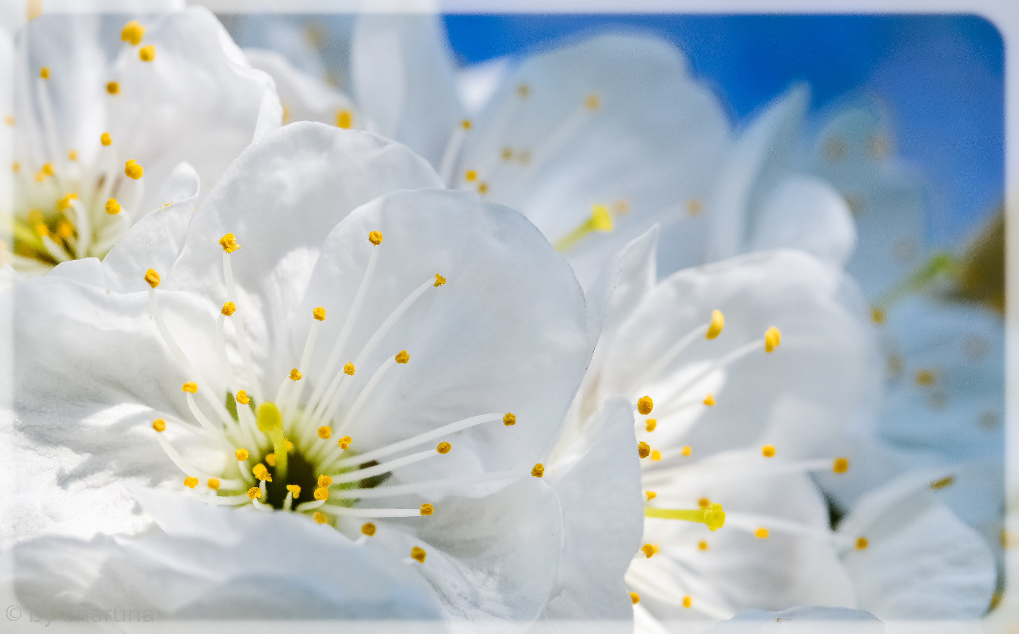 Nikon D300S + AF Micro-Nikkor 105mm f/2.8 sample photo. Cherry blossoms photography