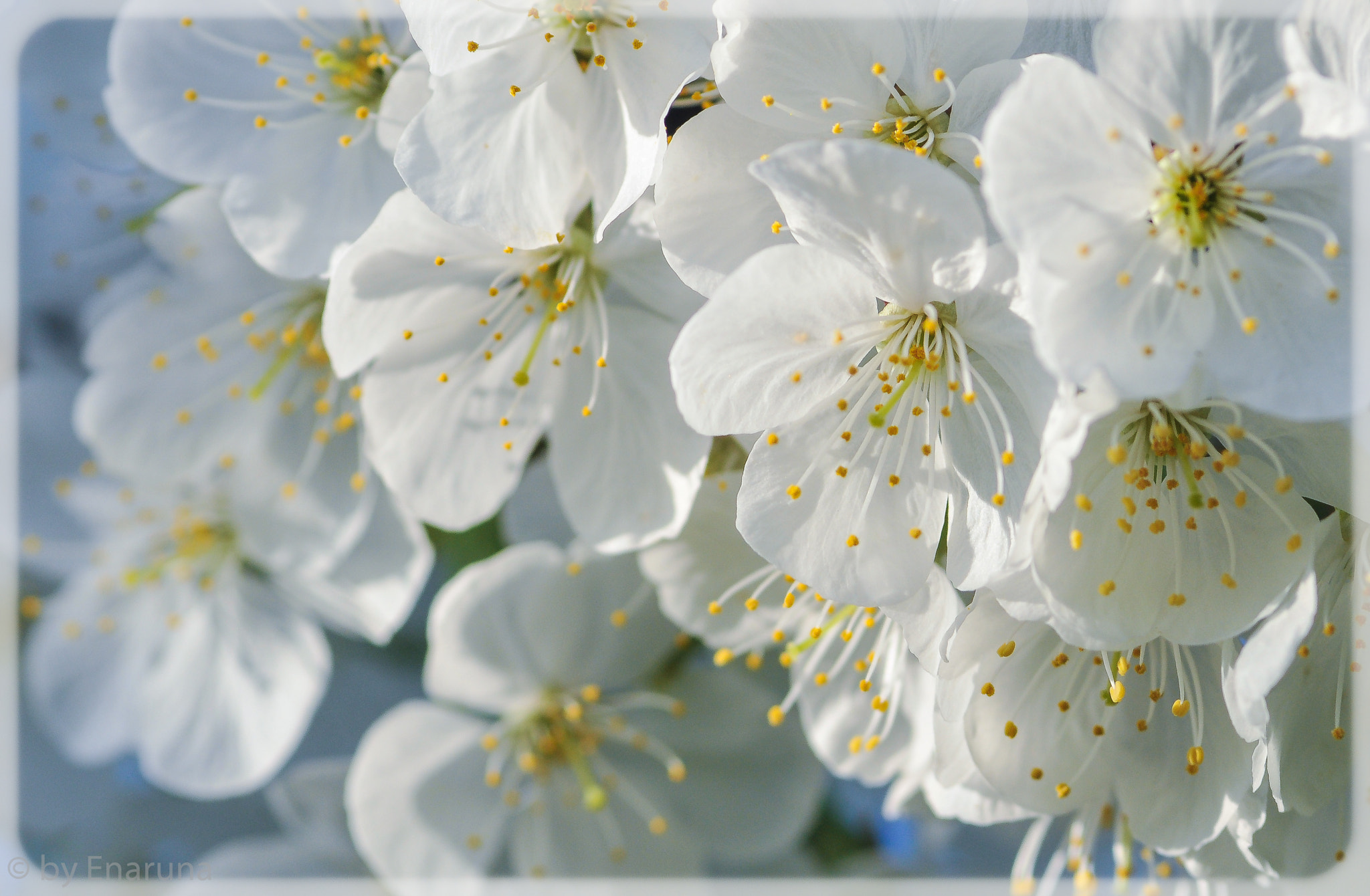 Nikon D300S + AF Micro-Nikkor 105mm f/2.8 sample photo. Cherry blossoms photography