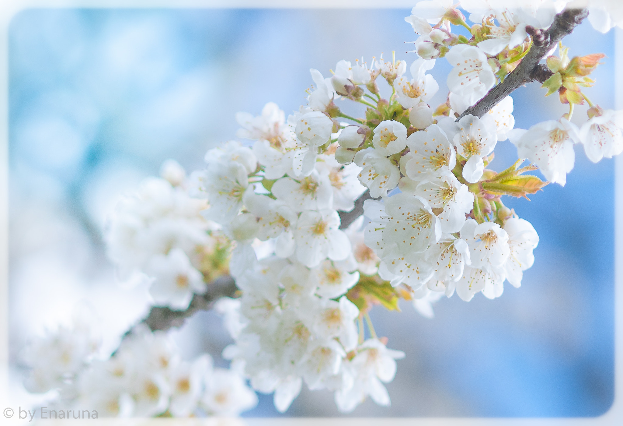 Nikon D300S + AF Micro-Nikkor 105mm f/2.8 sample photo. Cherry blossoms photography