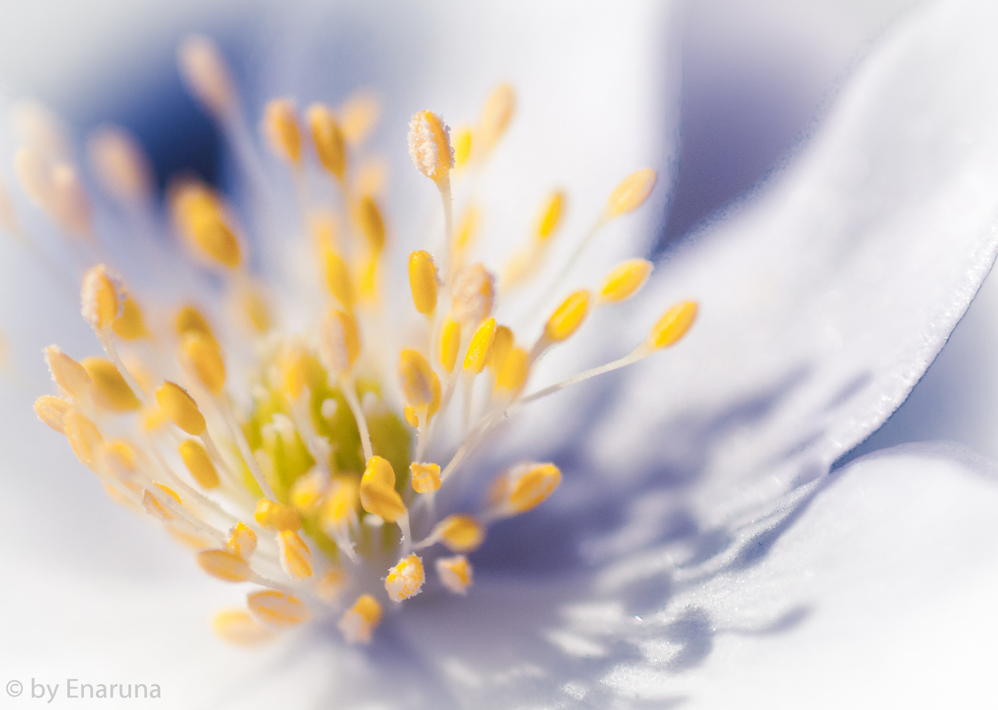 Nikon D300S + AF Micro-Nikkor 105mm f/2.8 sample photo. Windflower photography