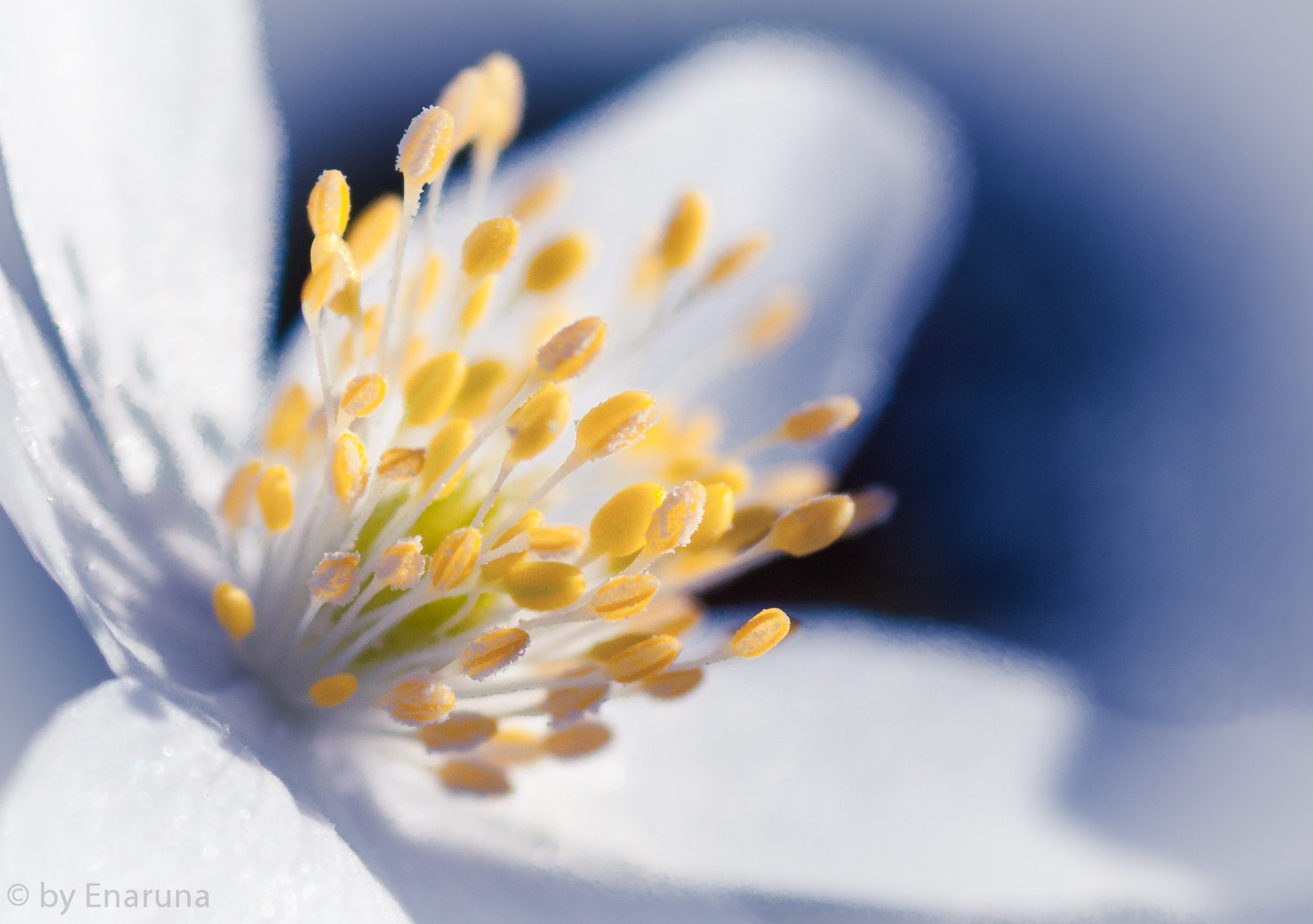 Nikon D300S + AF Micro-Nikkor 105mm f/2.8 sample photo. Windflower photography