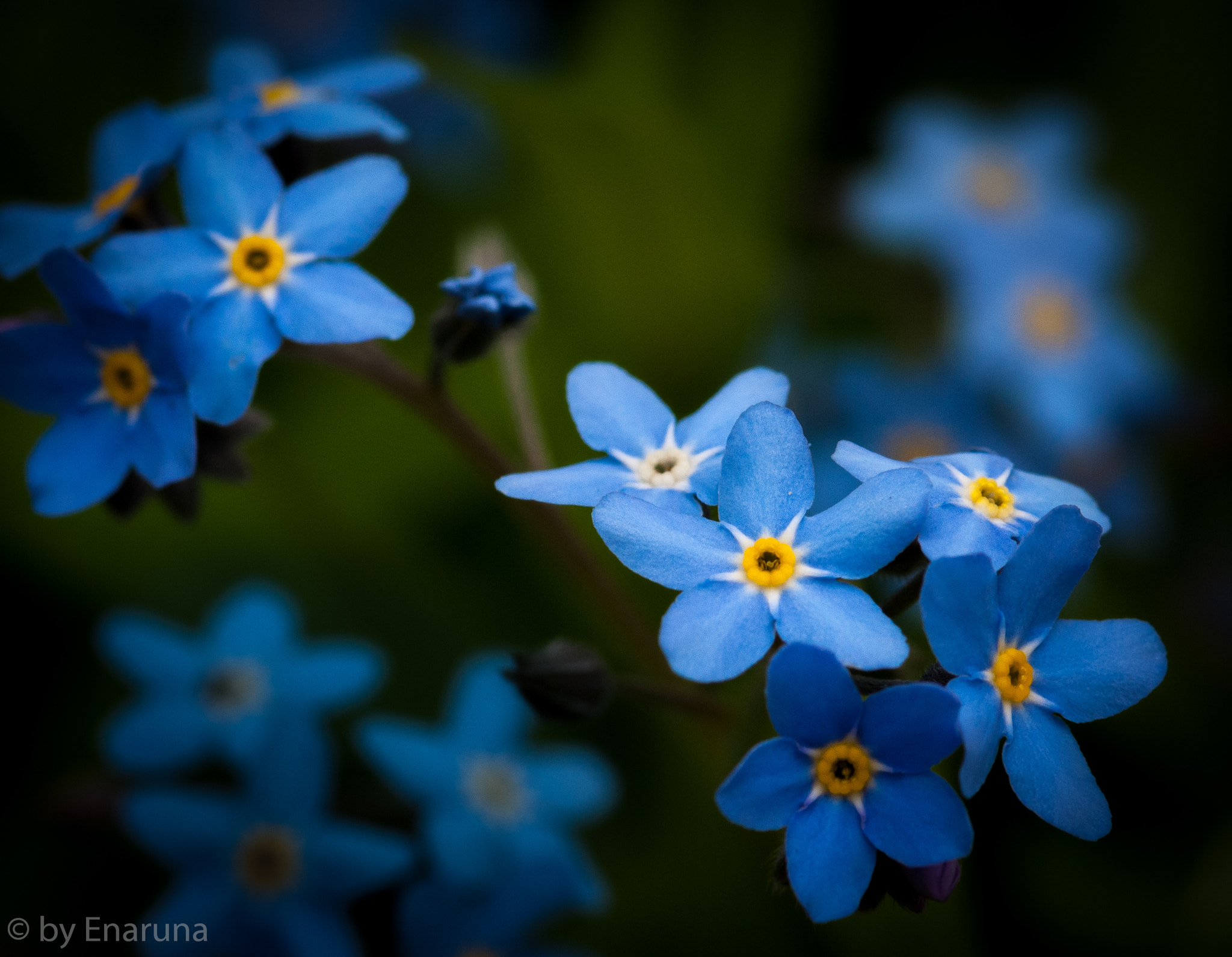 Nikon D300S + AF Micro-Nikkor 105mm f/2.8 sample photo. Forget me not photography