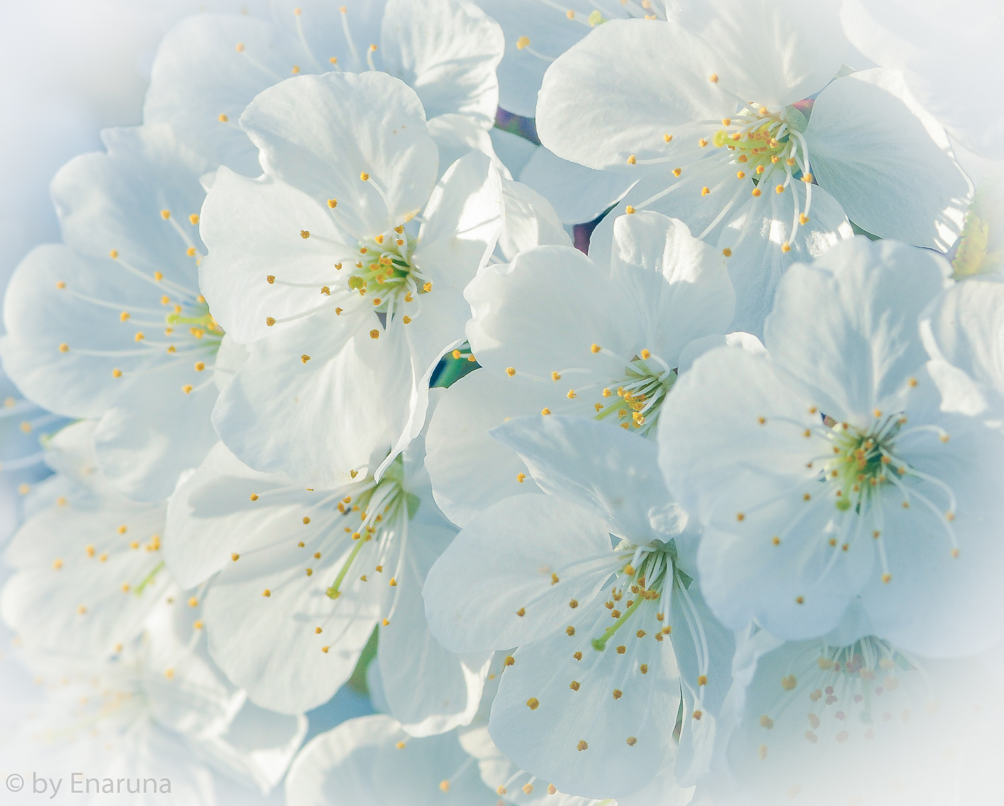 Nikon D300S sample photo. Cherry blossoms photography