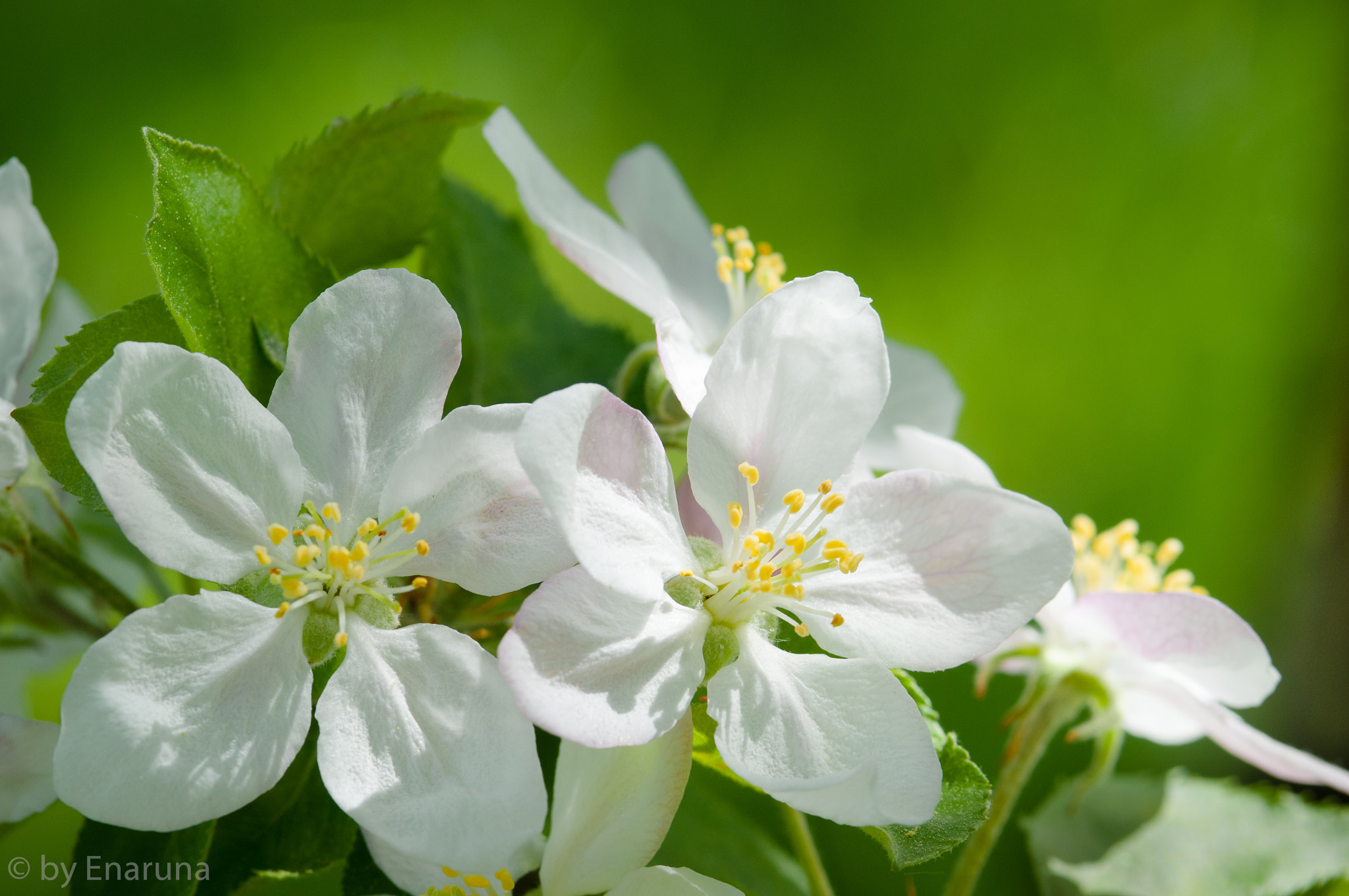 Nikon D300S + AF Micro-Nikkor 105mm f/2.8 sample photo. Apple blossoms photography