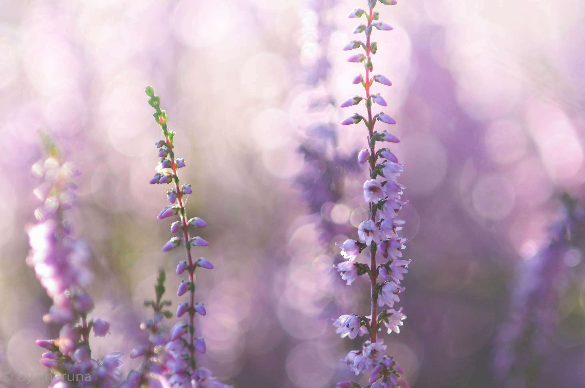 Nikon D300S + AF Micro-Nikkor 105mm f/2.8 sample photo. Heather flowers photography