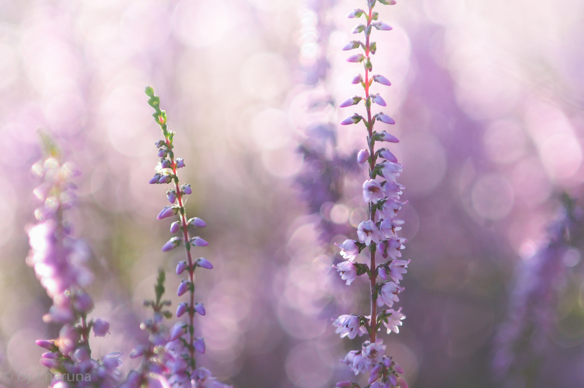 AF Micro-Nikkor 105mm f/2.8 sample photo. Heather flowers photography