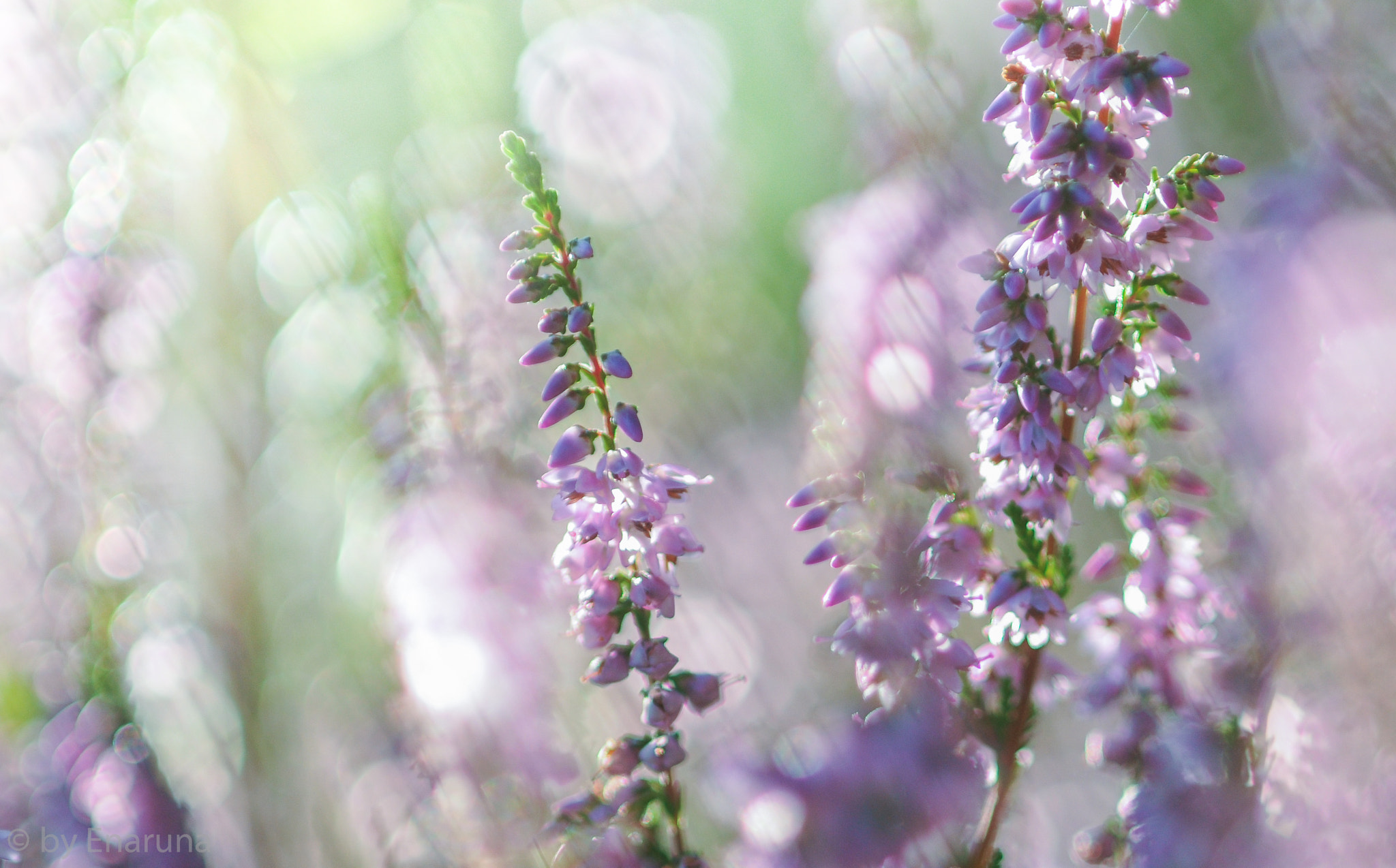 Nikon D300S + AF Micro-Nikkor 105mm f/2.8 sample photo. Heather flowers photography
