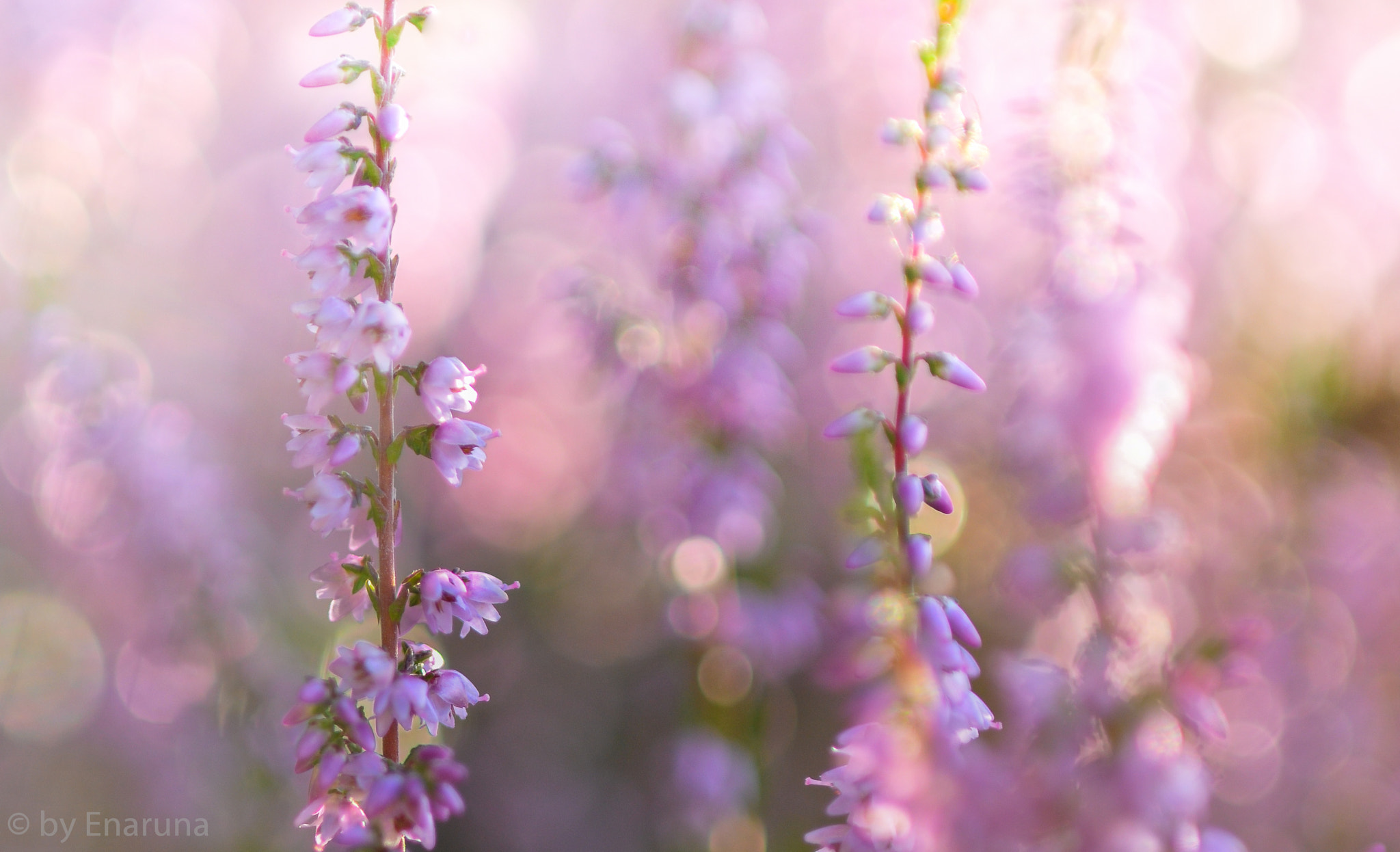 AF Micro-Nikkor 105mm f/2.8 sample photo. Heather flowers photography