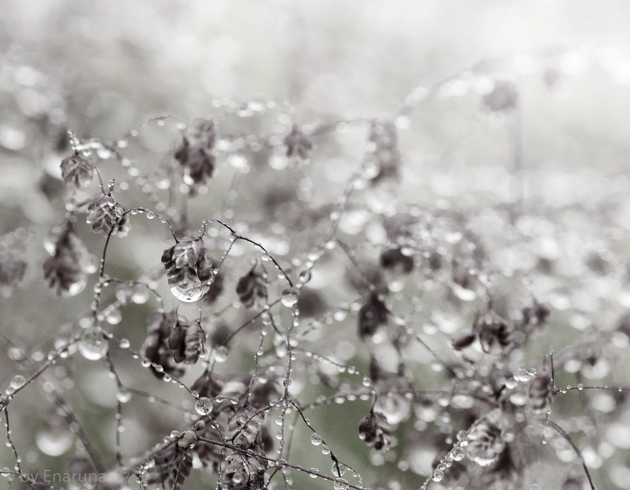 Nikon D300S + AF Micro-Nikkor 105mm f/2.8 sample photo. Rain drops photography