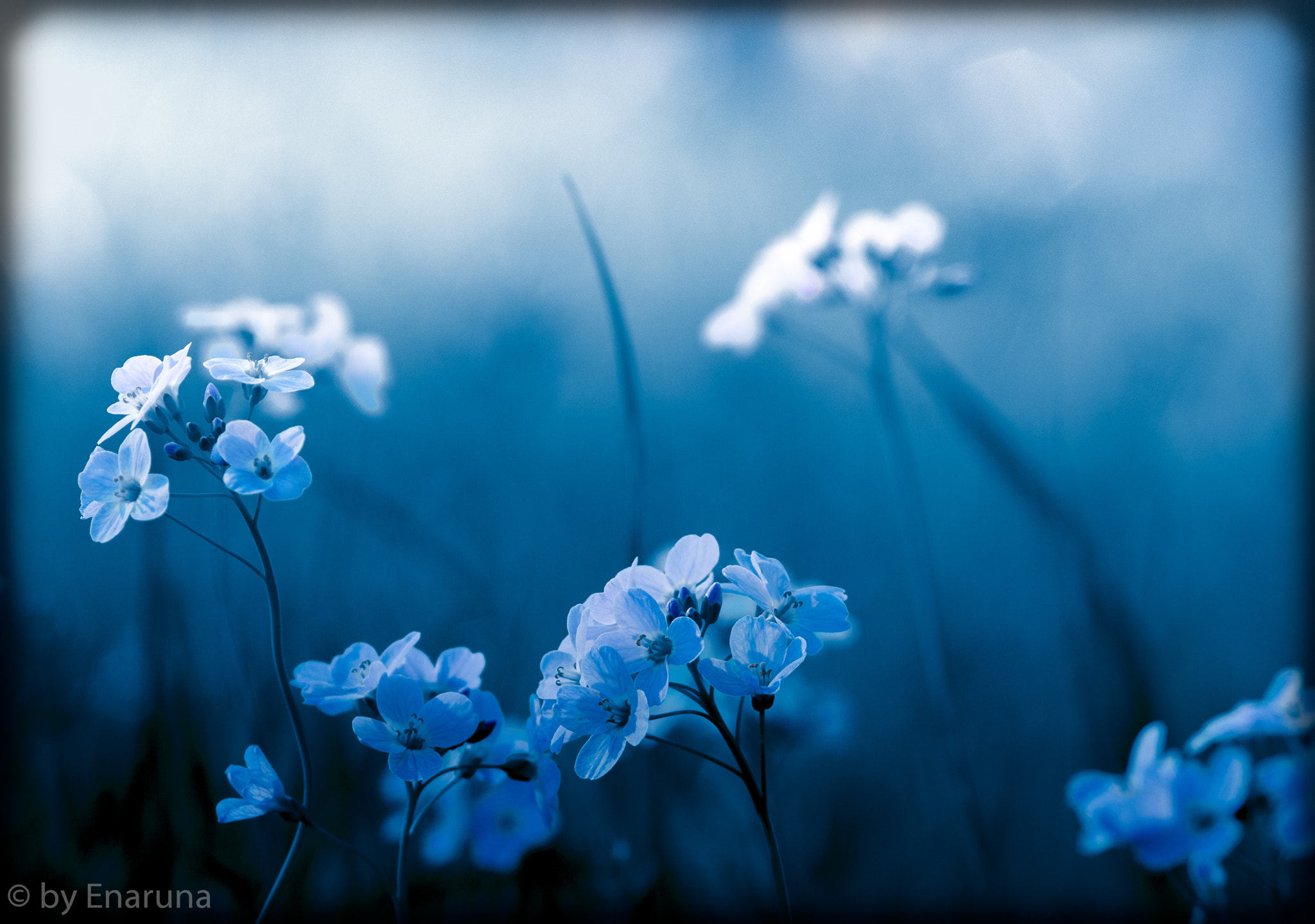 Nikon D300S + AF Micro-Nikkor 105mm f/2.8 sample photo. Nightflowers photography