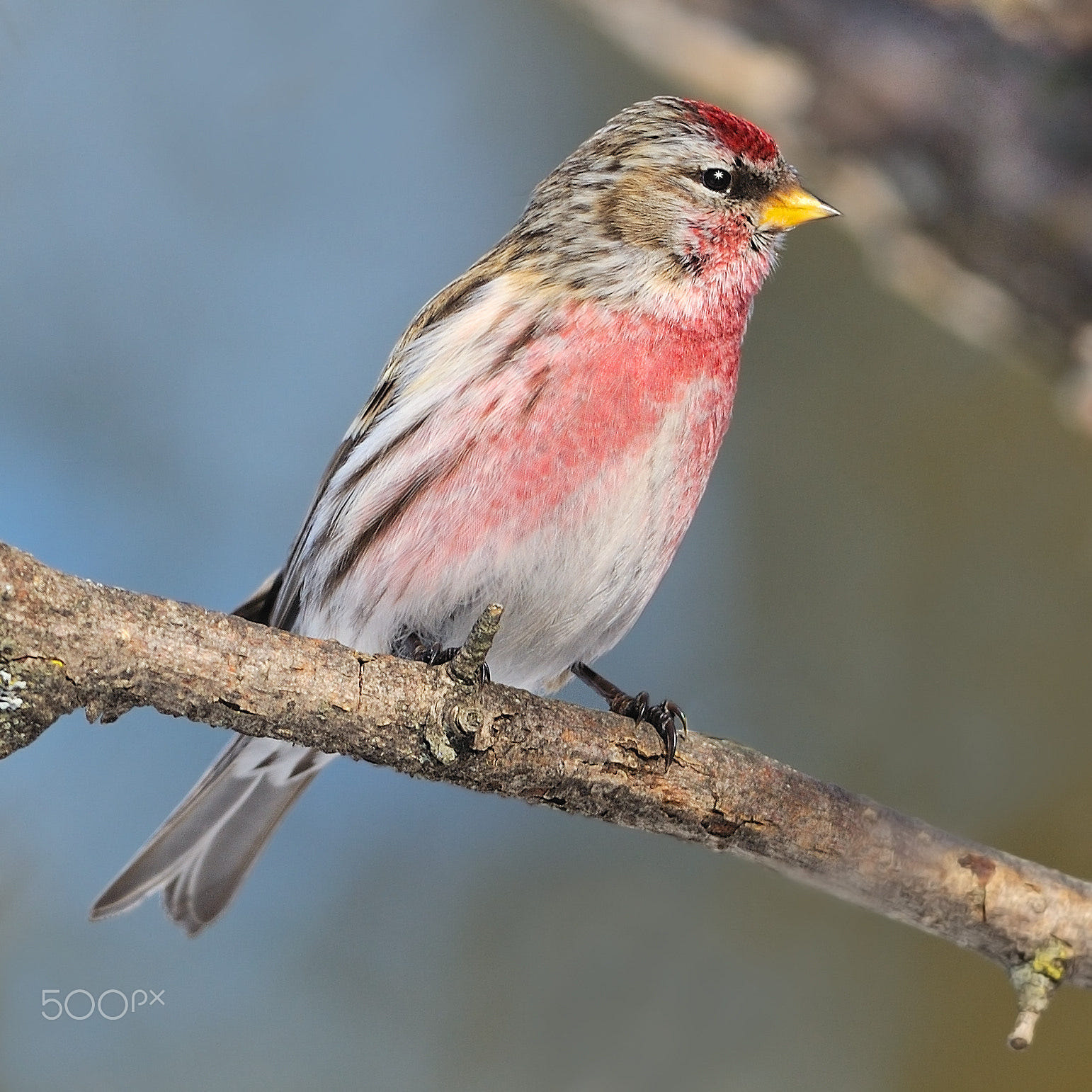 Male Common Redpoll by Tony Beck - Photo 6011699 / 500px