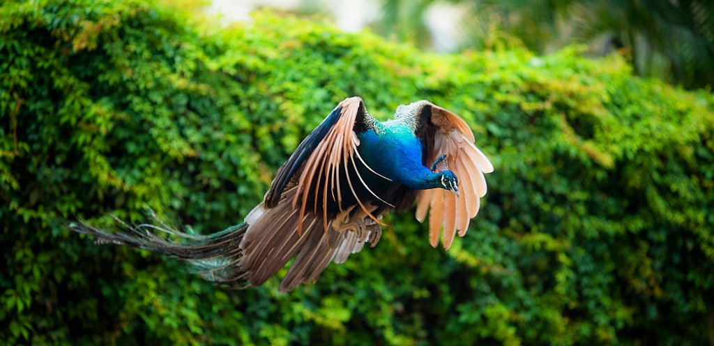 Flying Peacock de Daniel Stoychev sur 500px.com