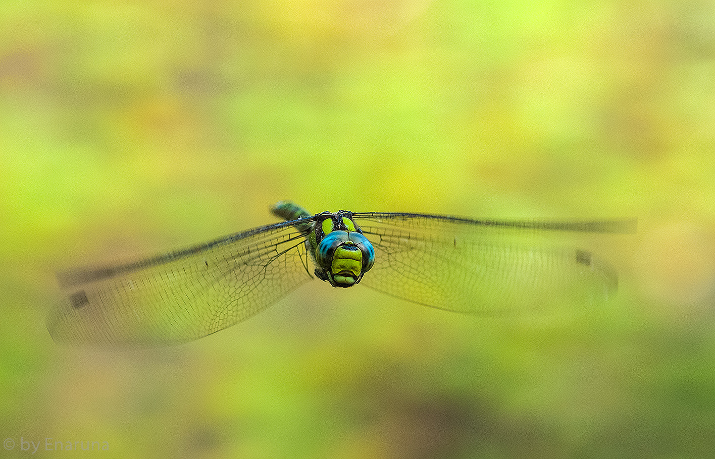 Nikon D300S + AF Micro-Nikkor 105mm f/2.8 sample photo. Fly photography