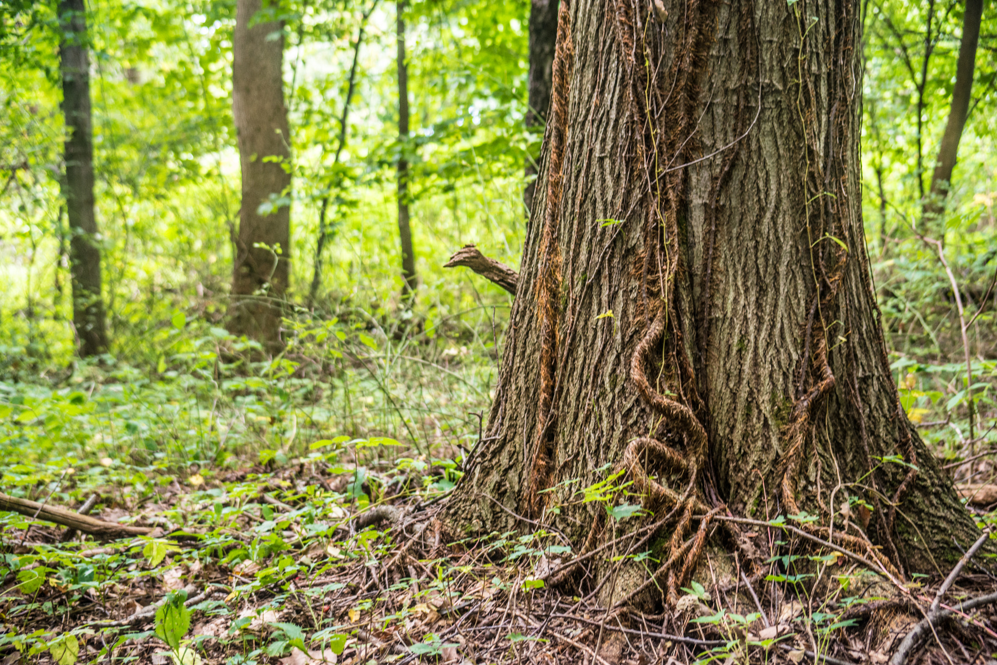 Nikon D600 sample photo. Tree trunk photography