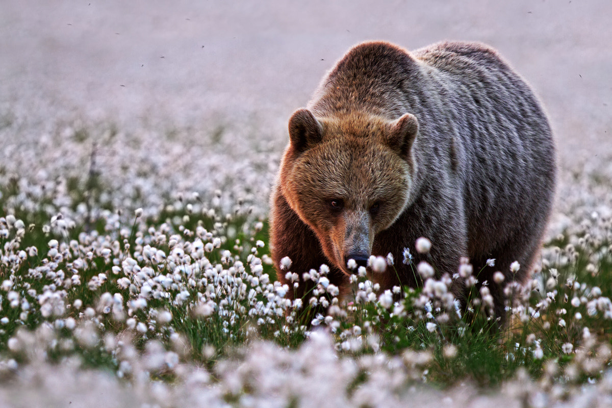 Canon EF 300mm F2.8L IS USM sample photo. White dream photography