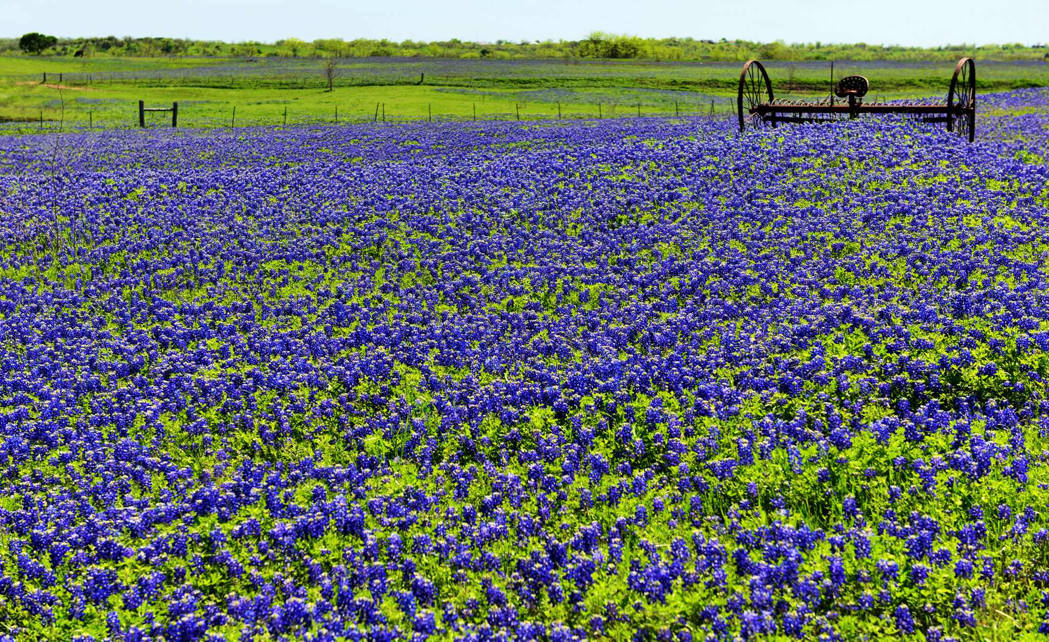 Timeless Bluebonnets