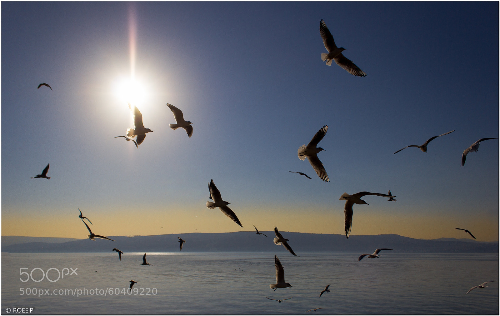 Canon EOS 60D sample photo. Gulls photography