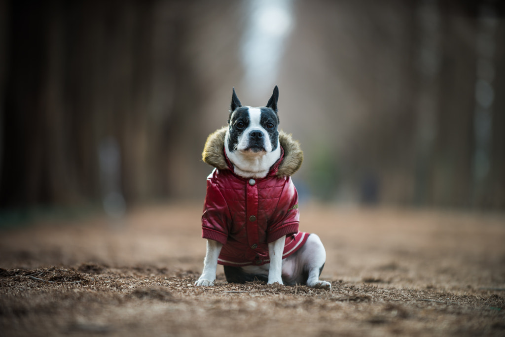 Holly on Meta-sequoia Road by John Steele on 500px.com