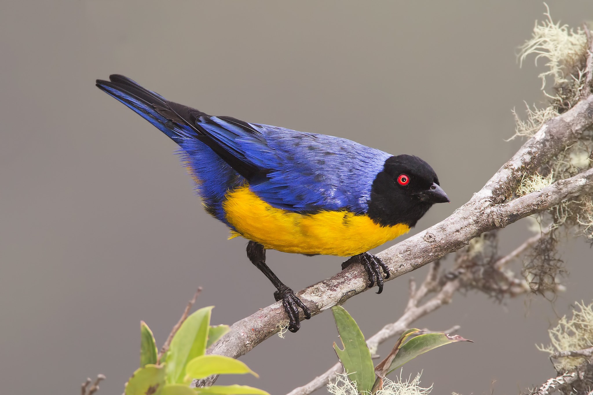 Hooded mountain tanager
