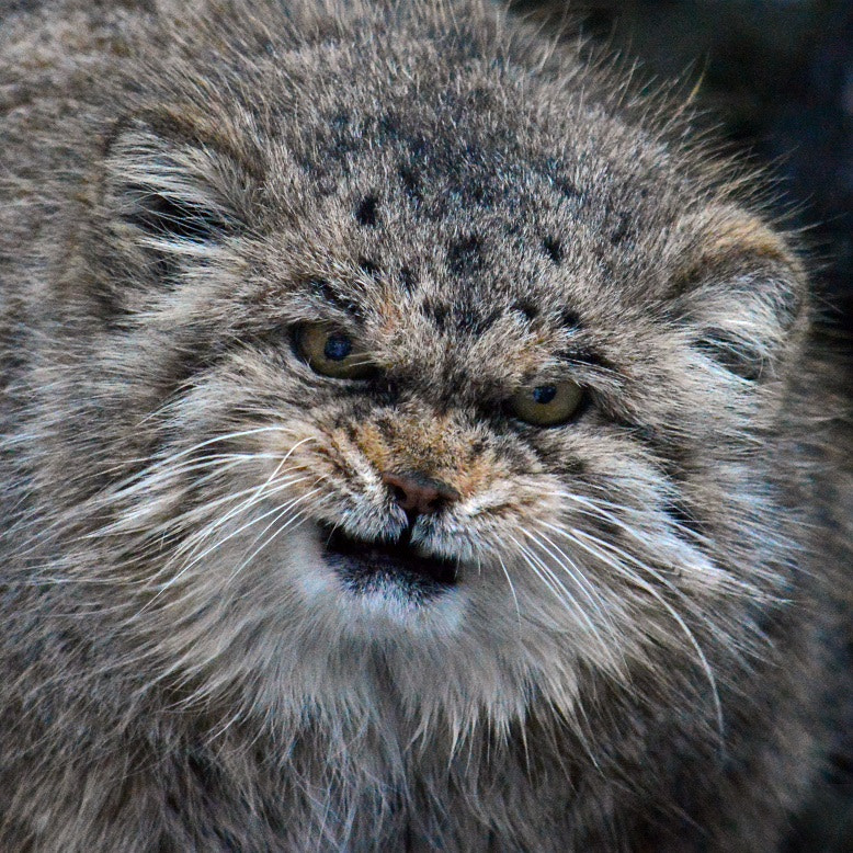 Angry Manul by Bee Kay on 500px.com