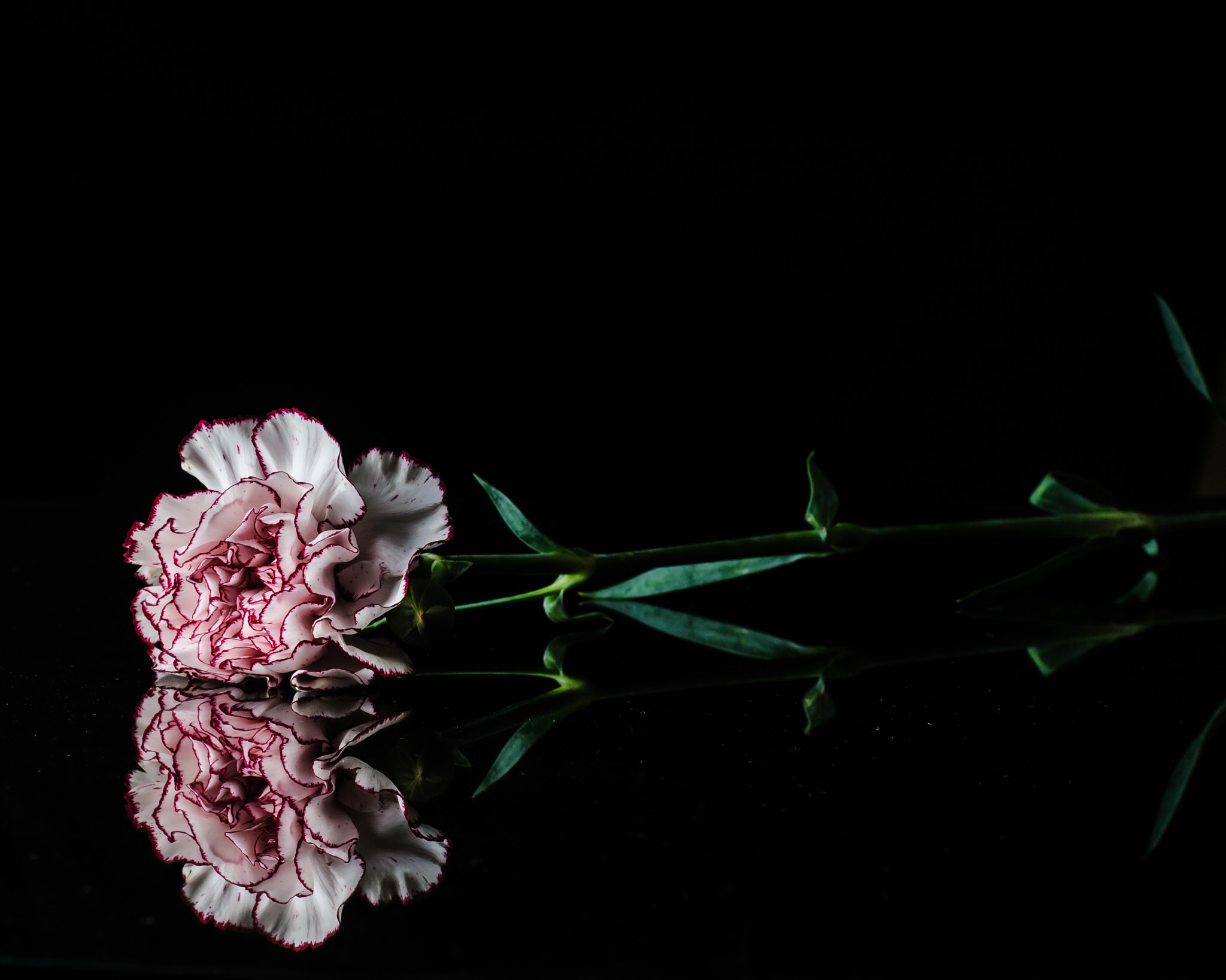 Beautiful Carnation flower