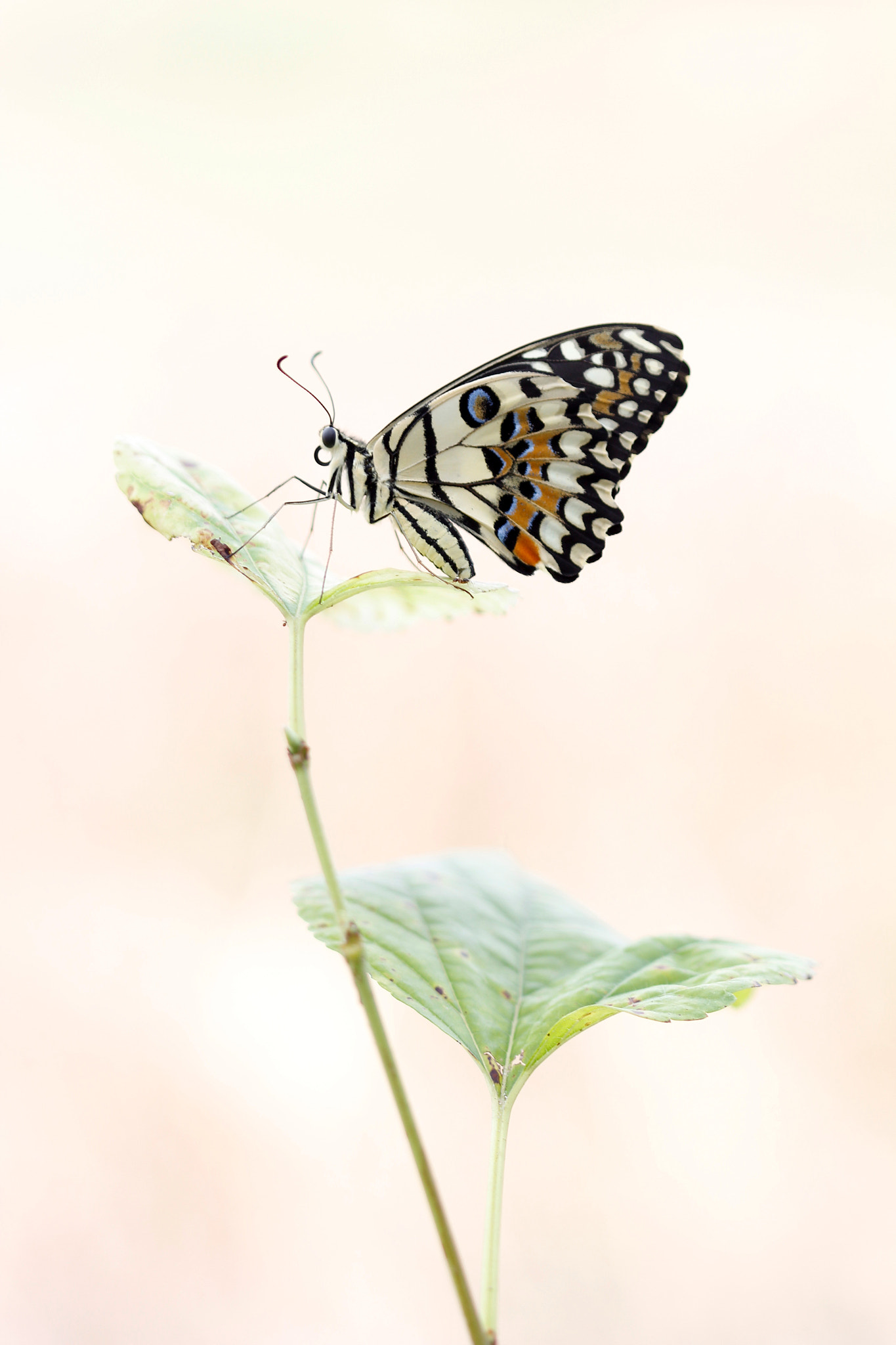 Lime Butterfly